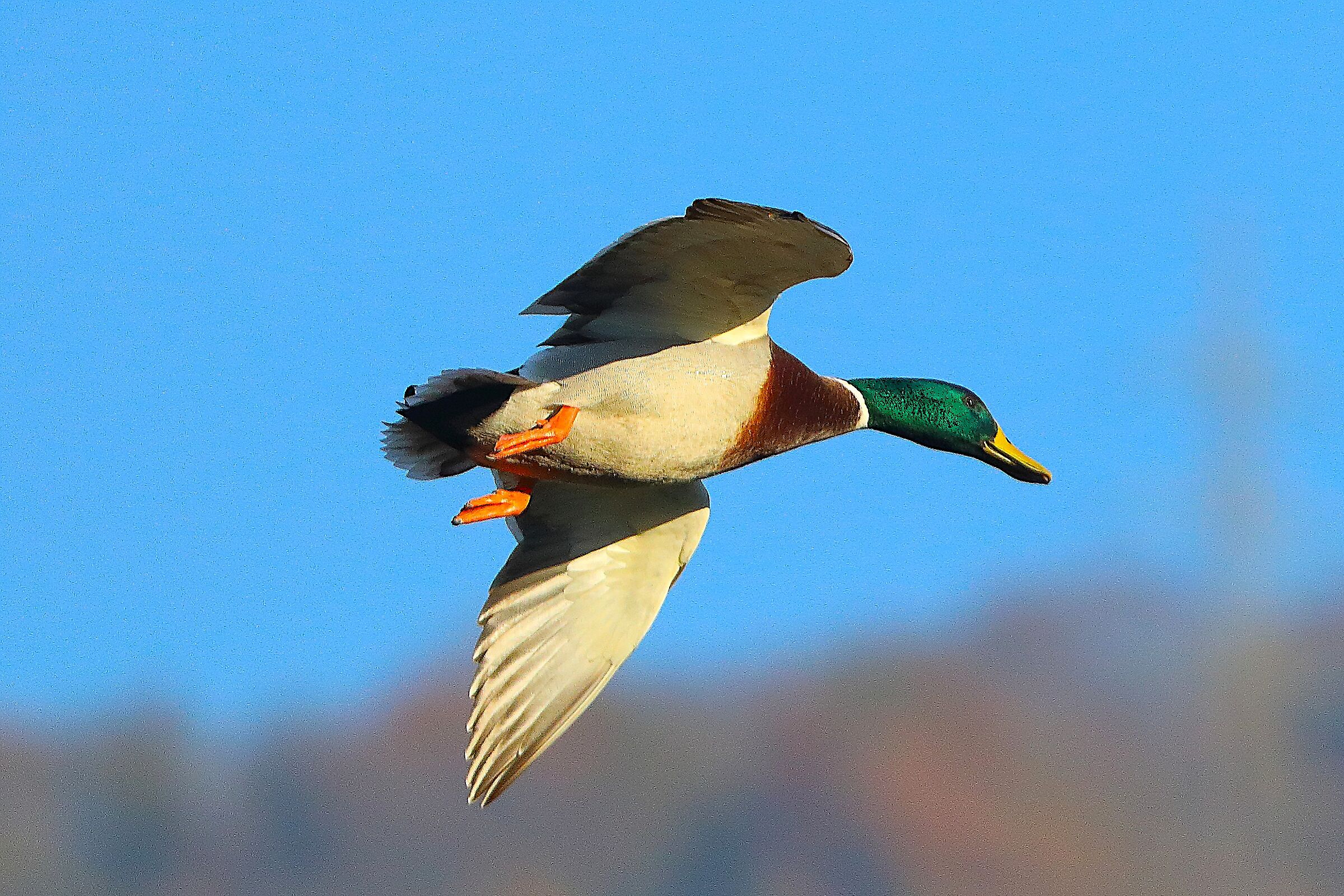 Germano M 03 dicembre 2024 - 0078