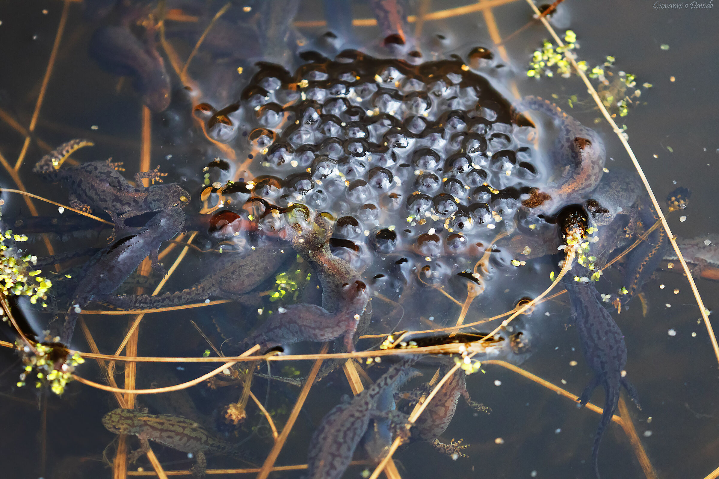 ... Like crocodiles...