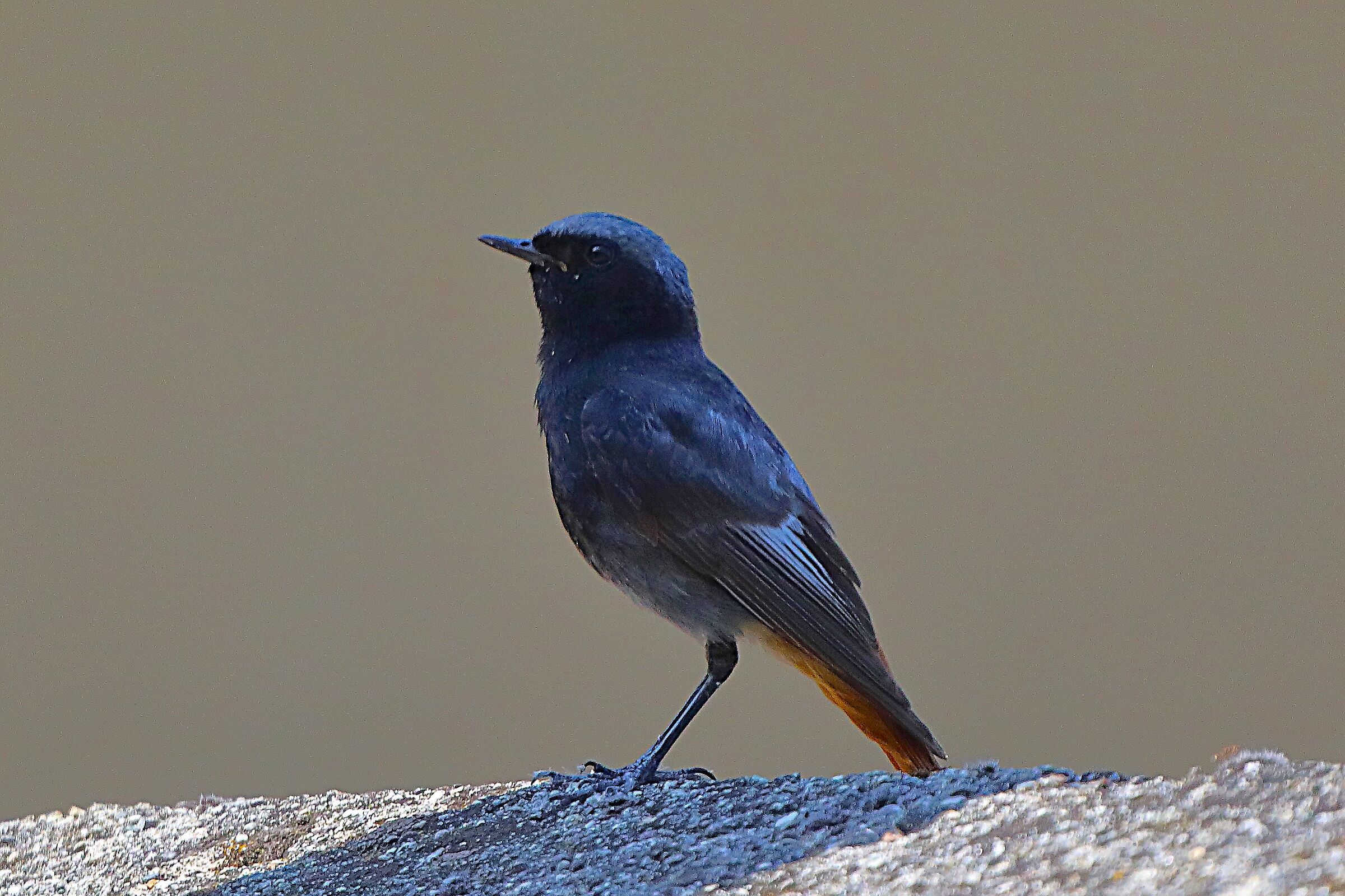 Codirosso S M 14 luglio 2024 - 0008