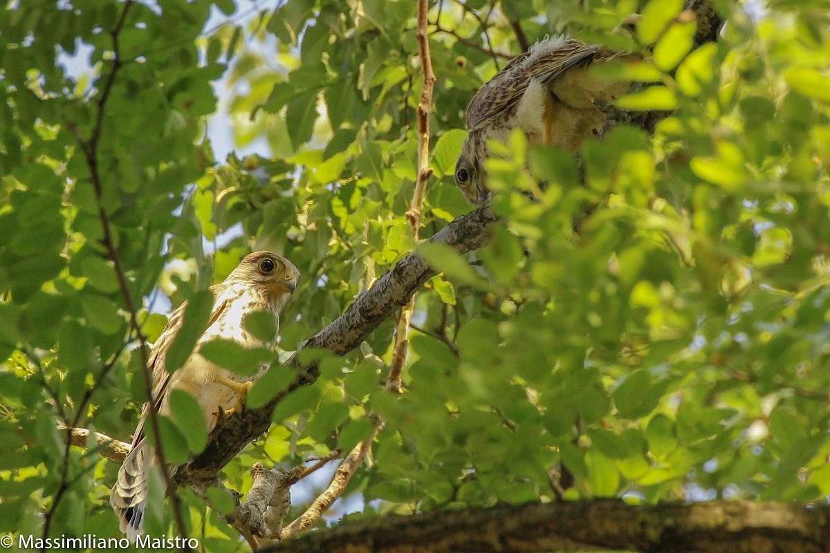 Lesser Kestrel curious