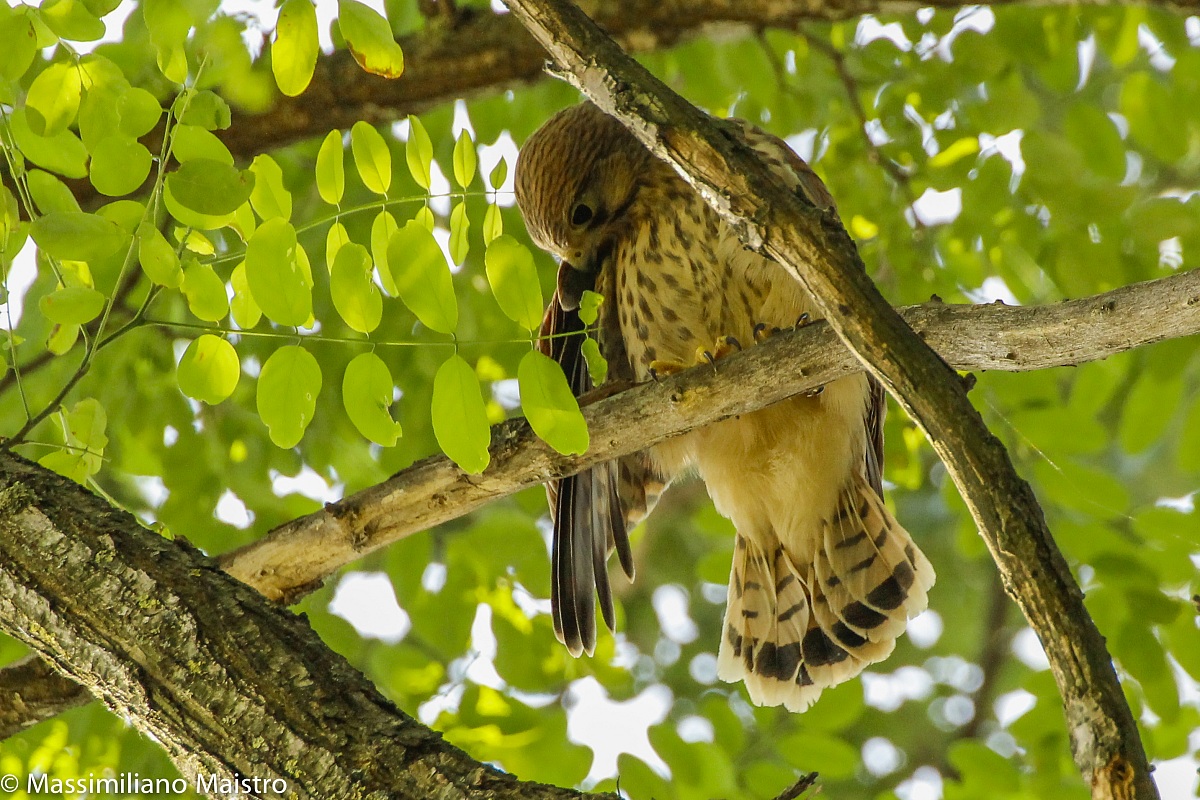 Lesser kestrel