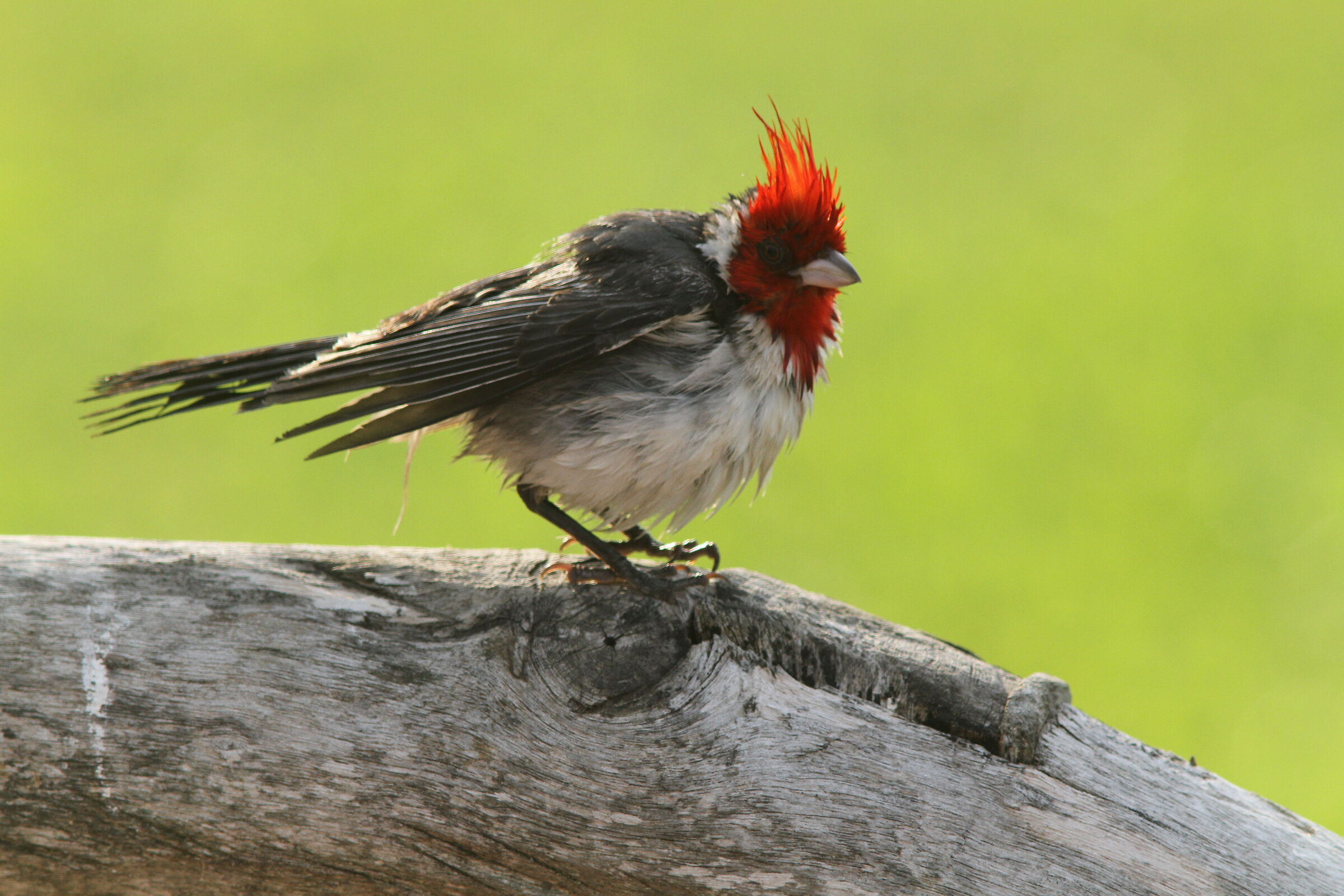 Red Crested Cardinal