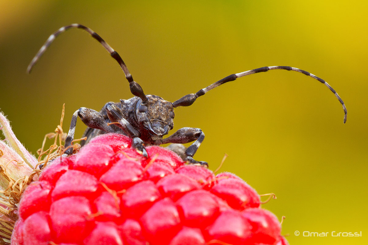 aboard the raspberry
