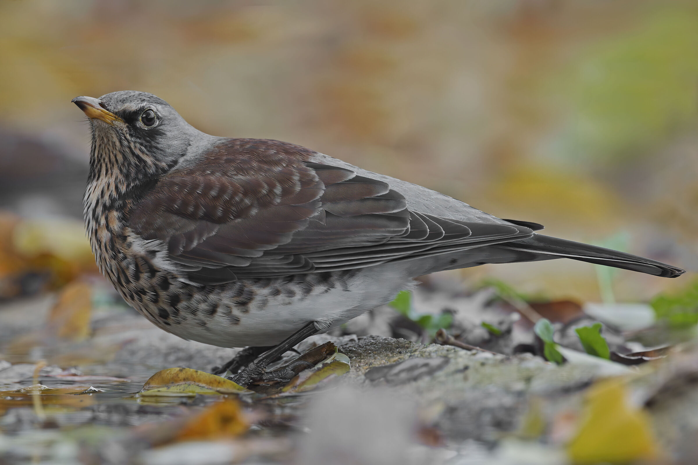 Fieldfare