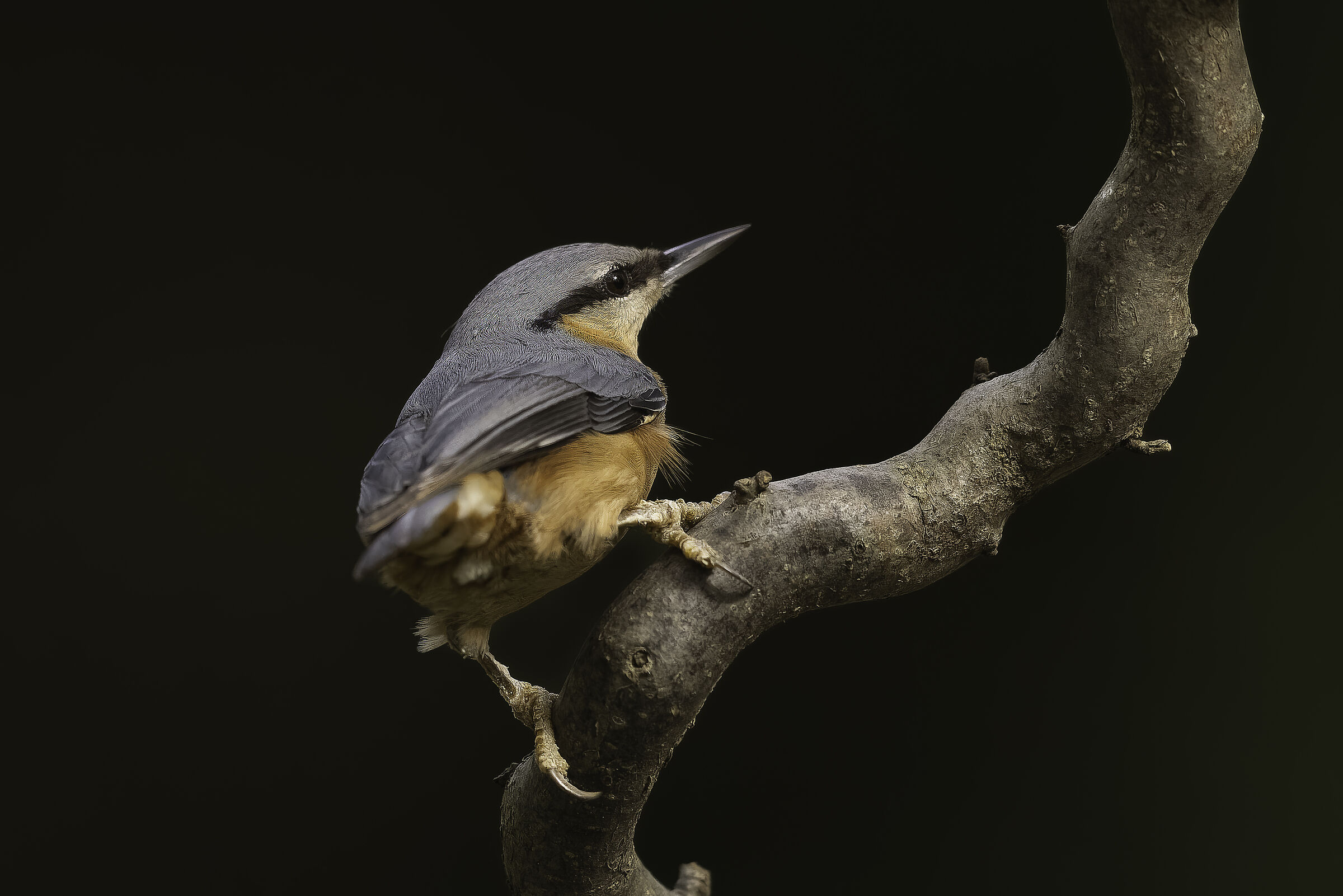Nuthatch (sitta europaea)