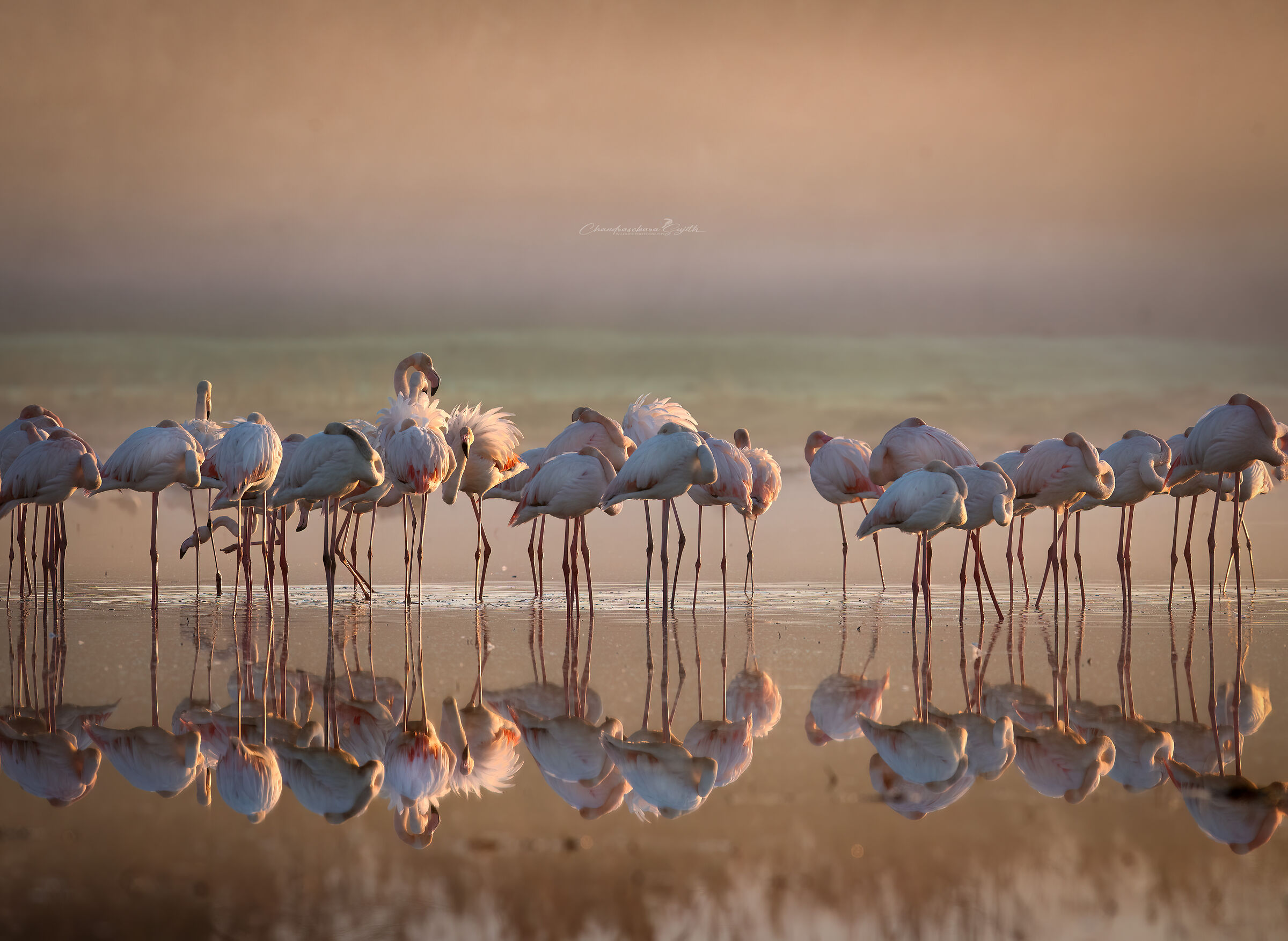 flamingoes