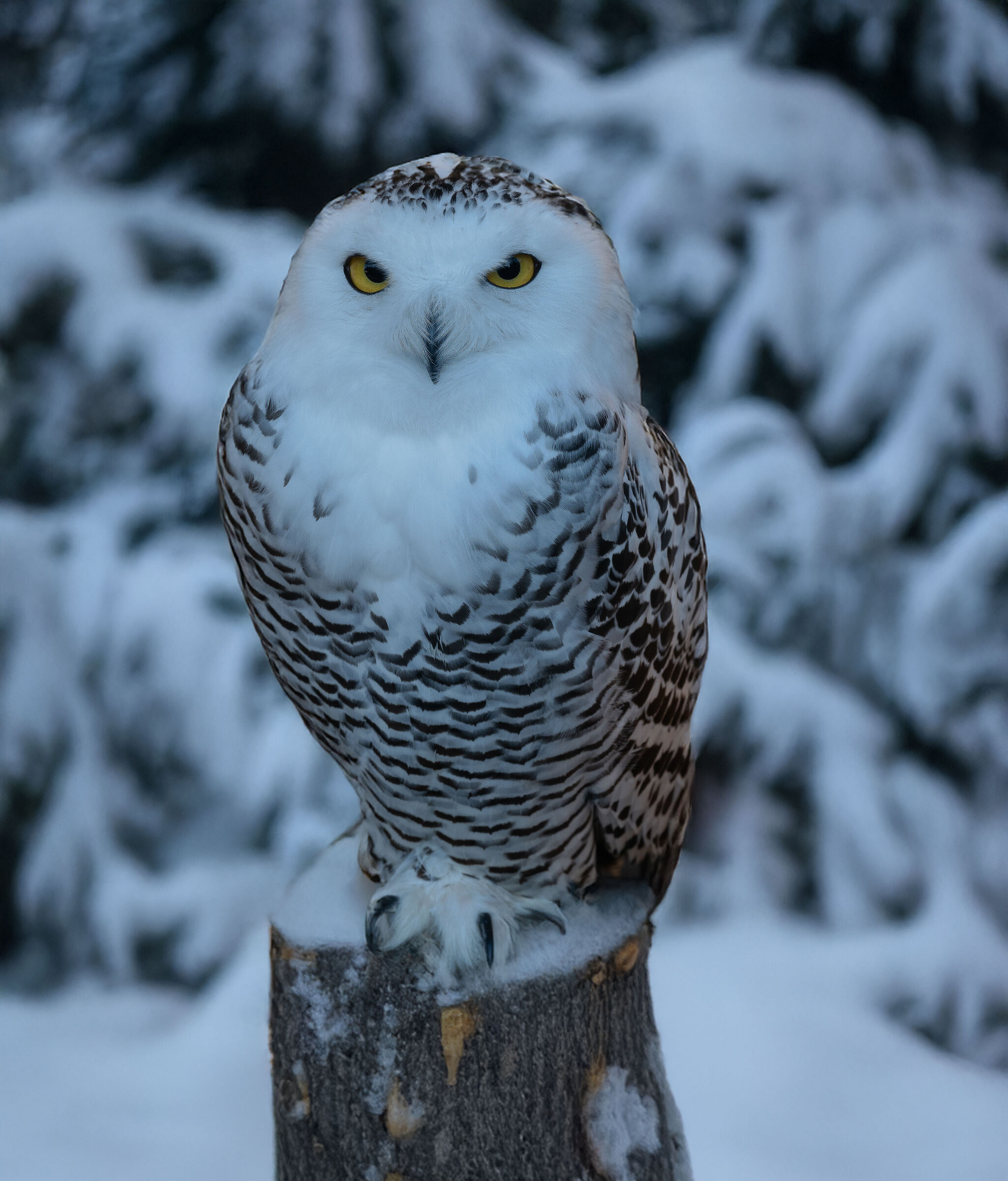 Snowy Owl