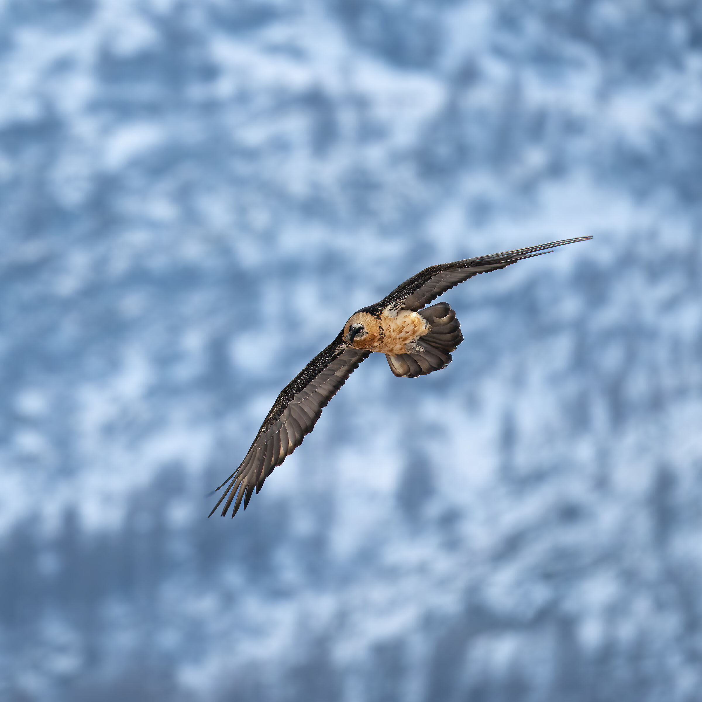 Gypaetus barbatus - Gran Paradiso National Park