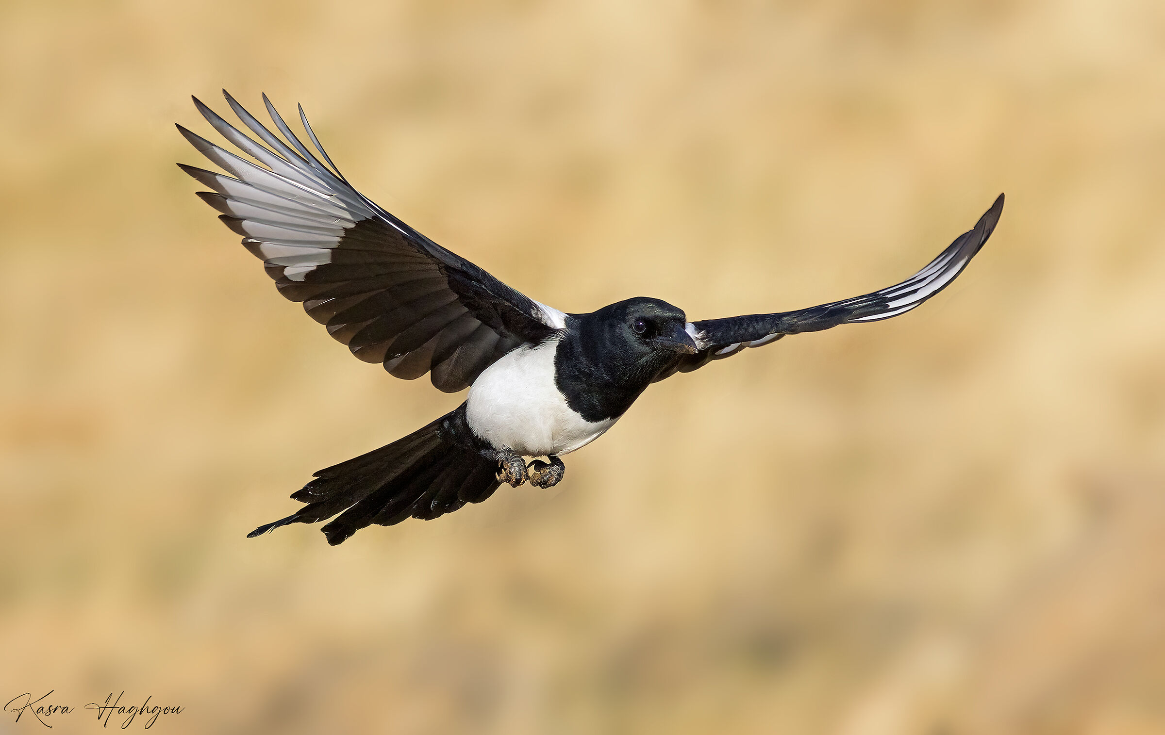 Magpie
