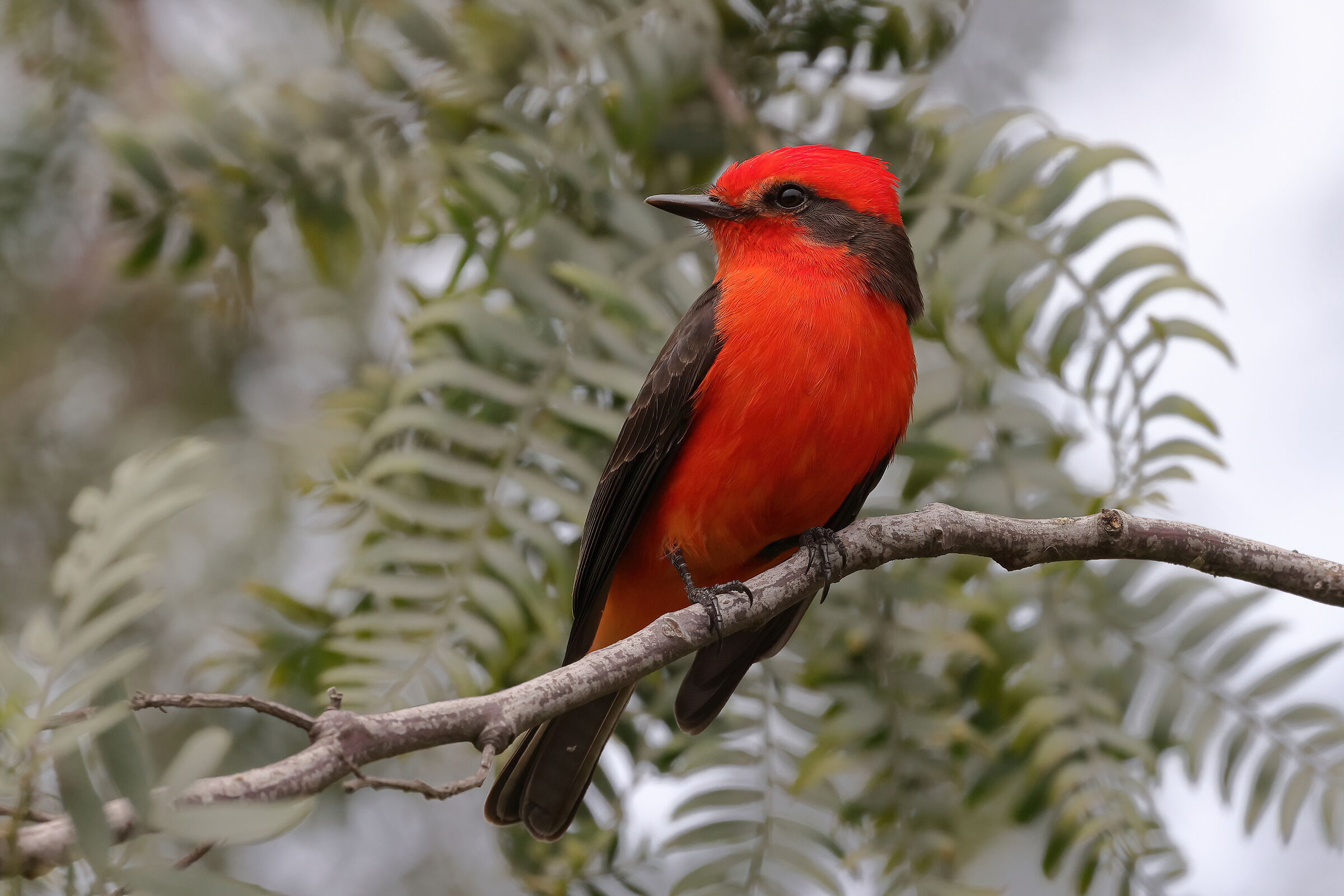 Ruby flycatcher