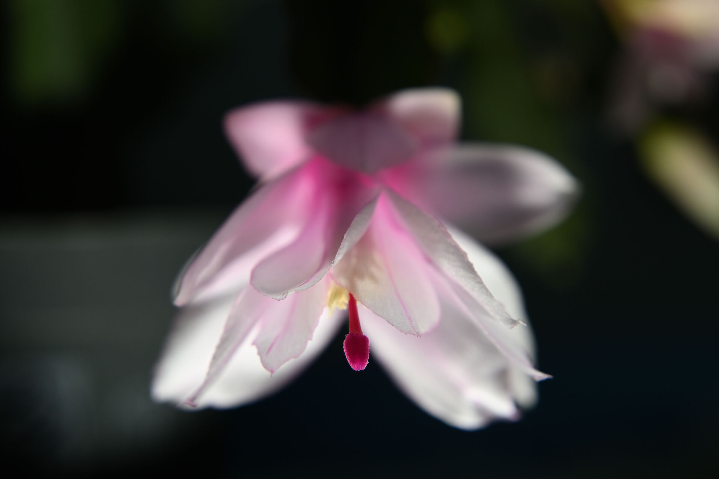 Schlumbergera rosa