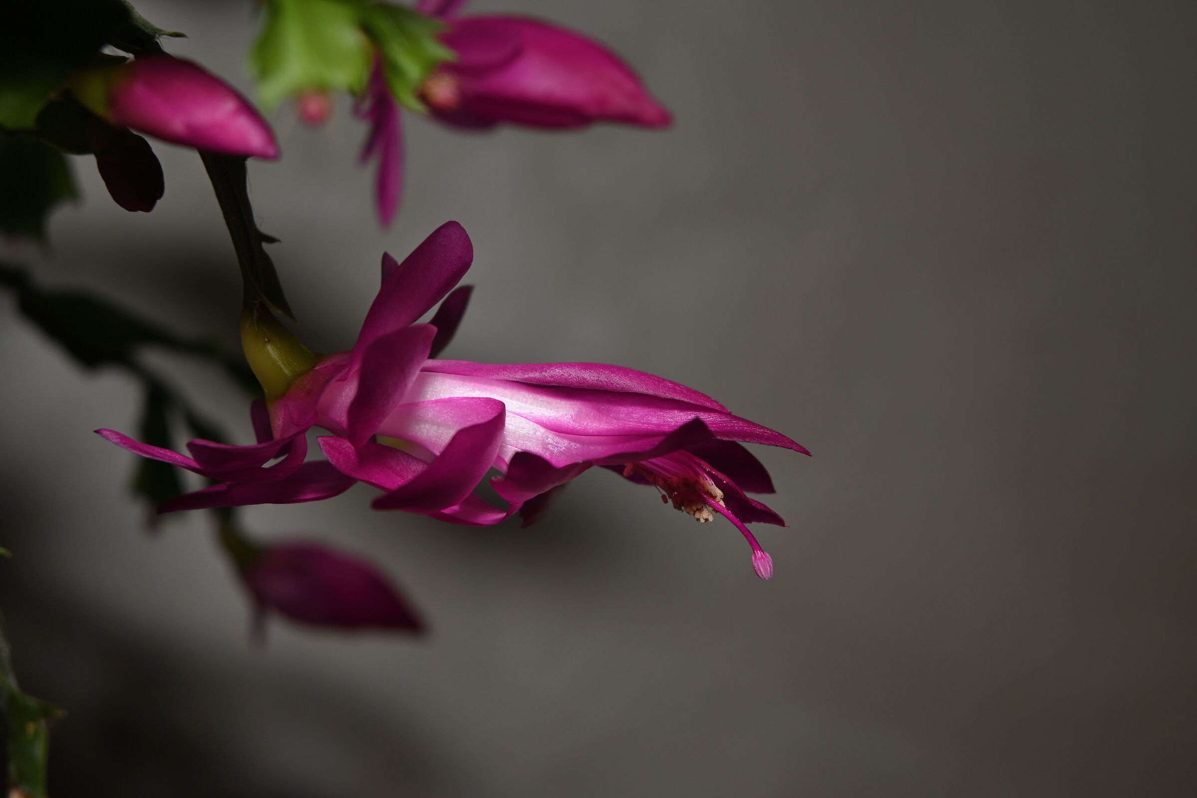 Schlumbergera rossa