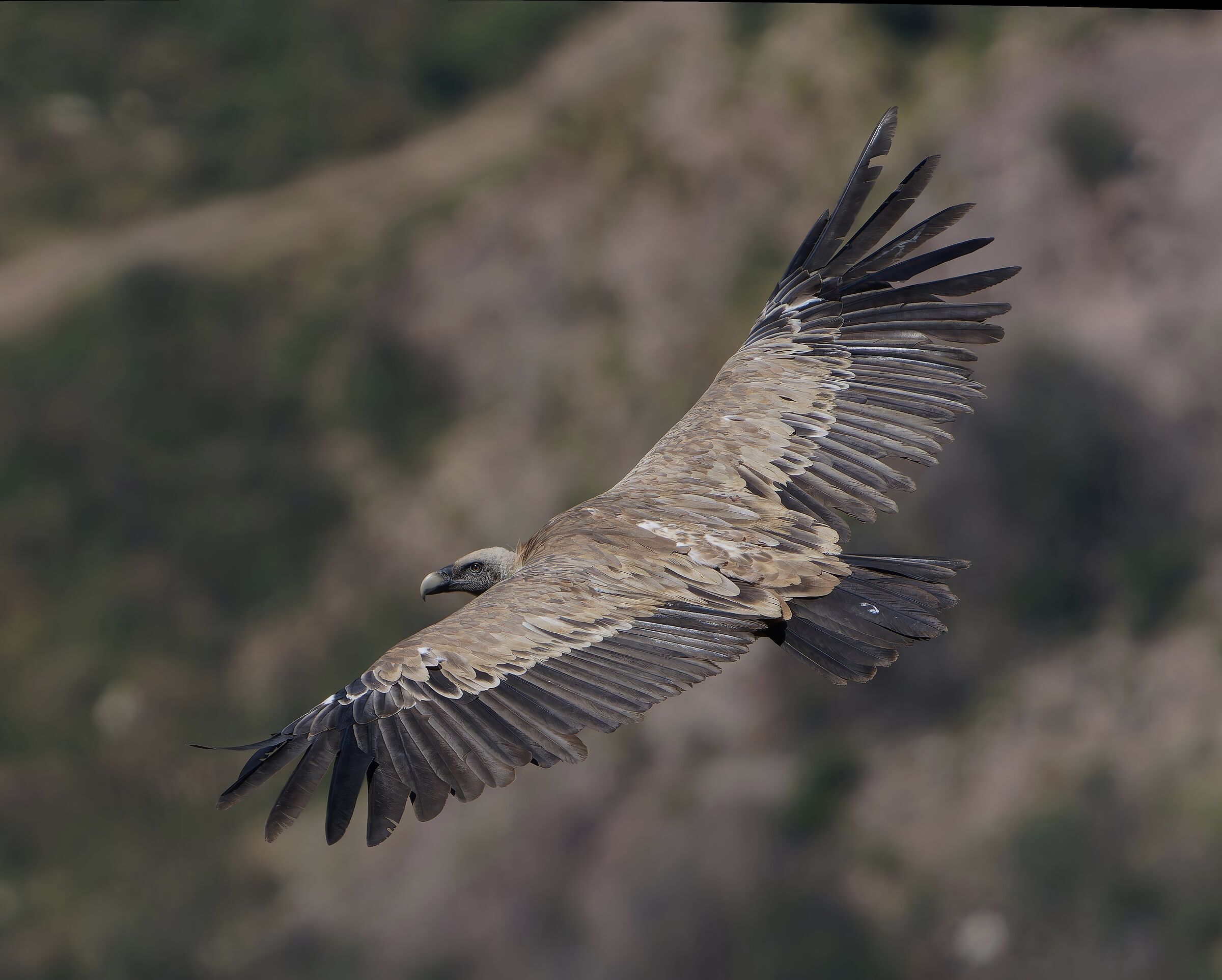 Griffin