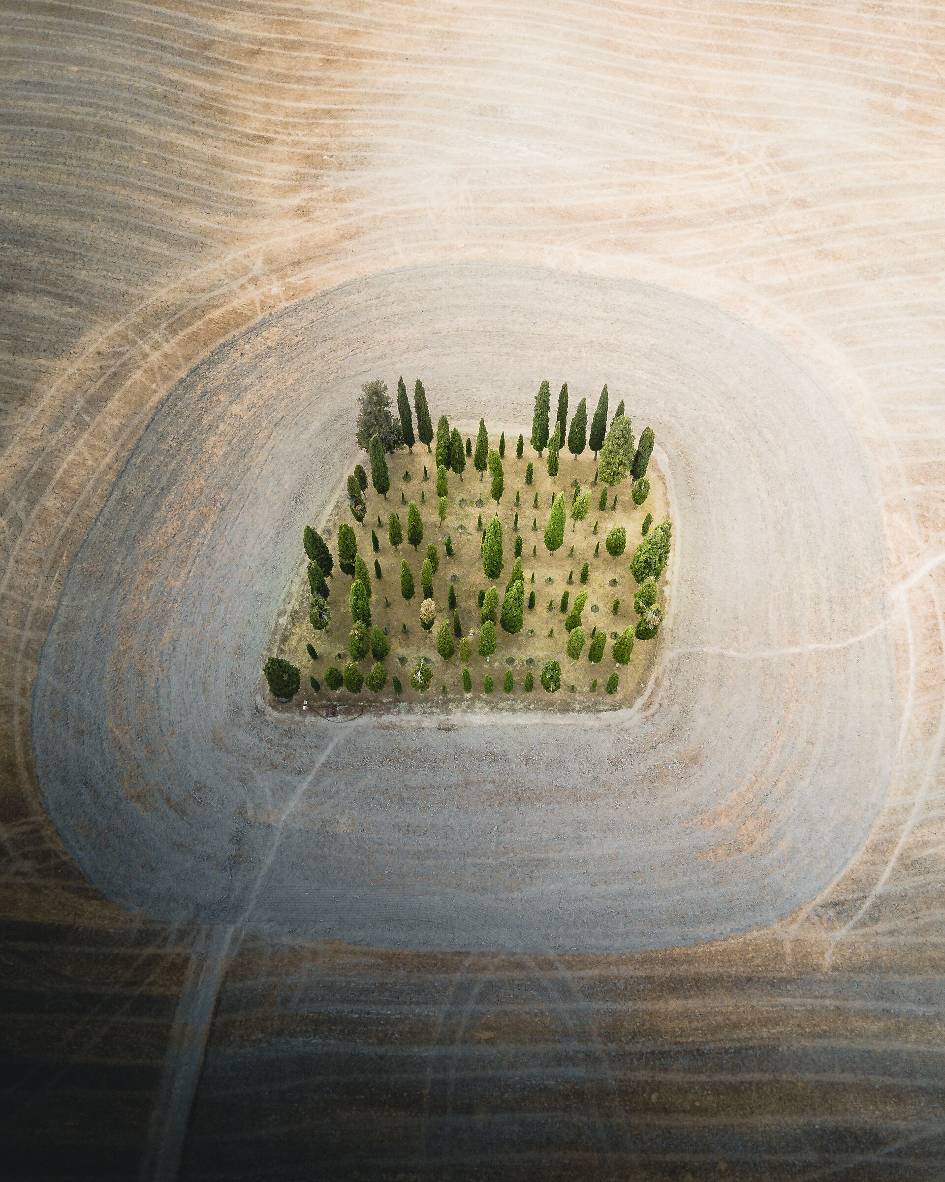 Boschetto di Cipressi