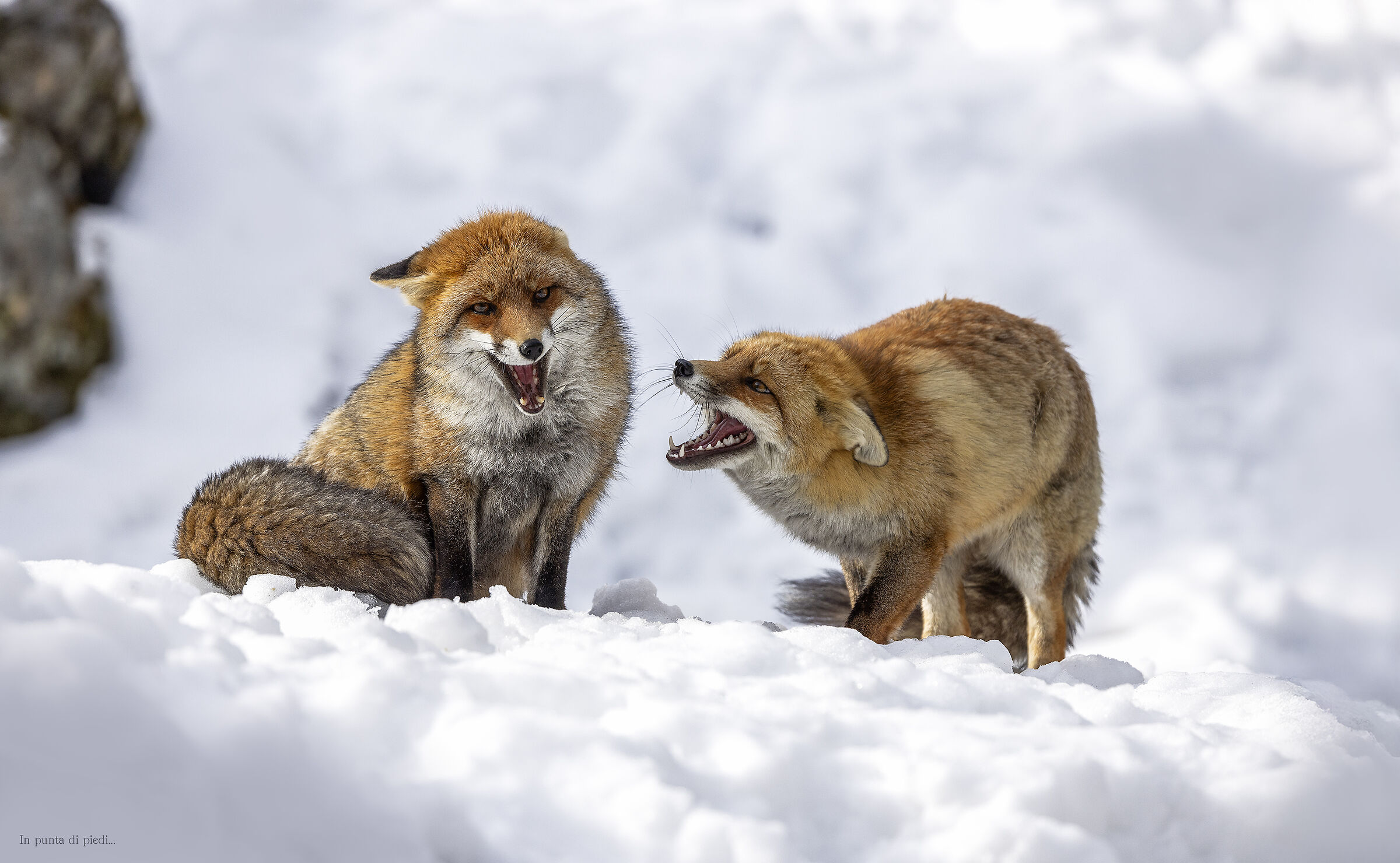 Wild conversation...