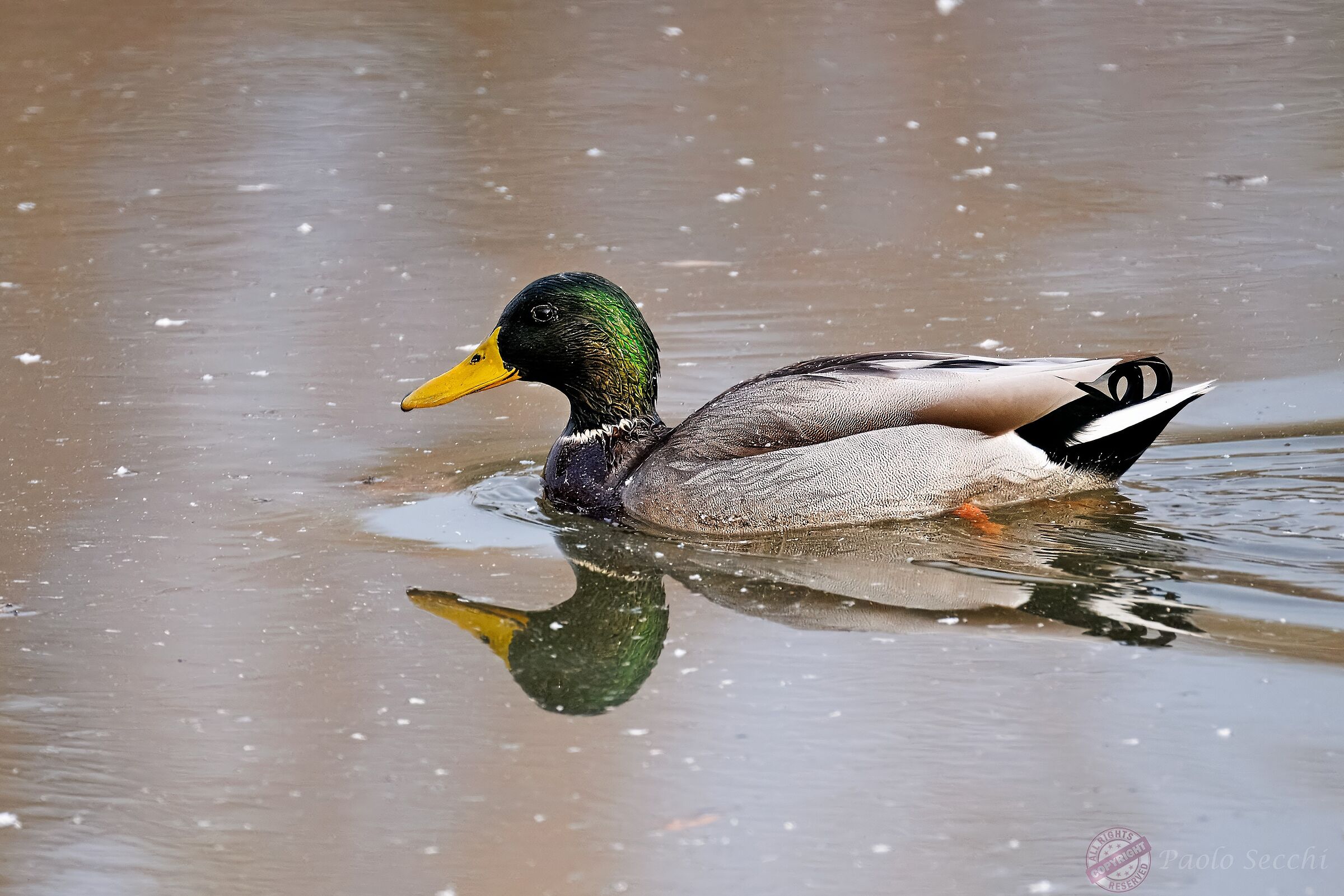 Anas platyrhynchos (Mallard) m.