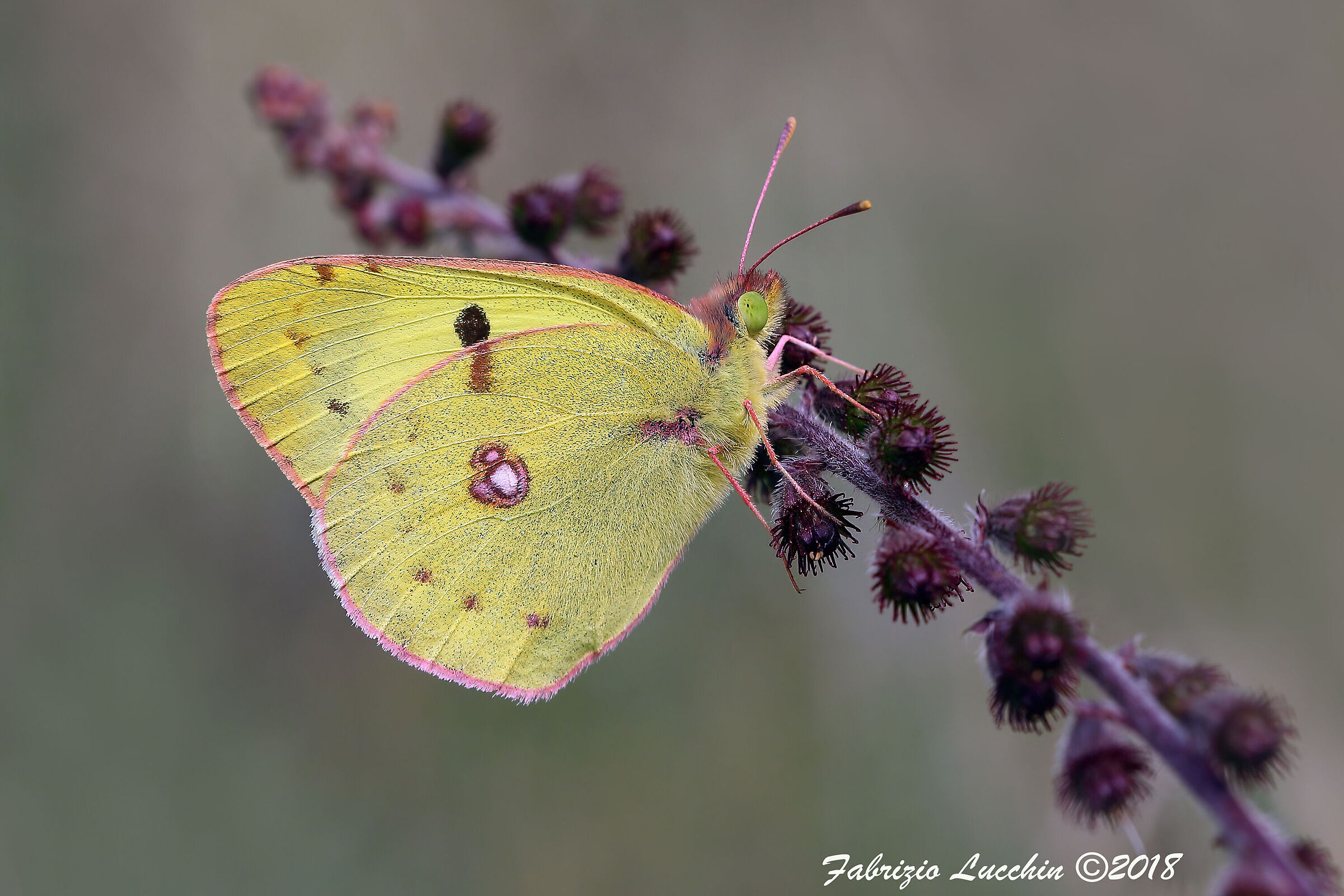 Colias crocea