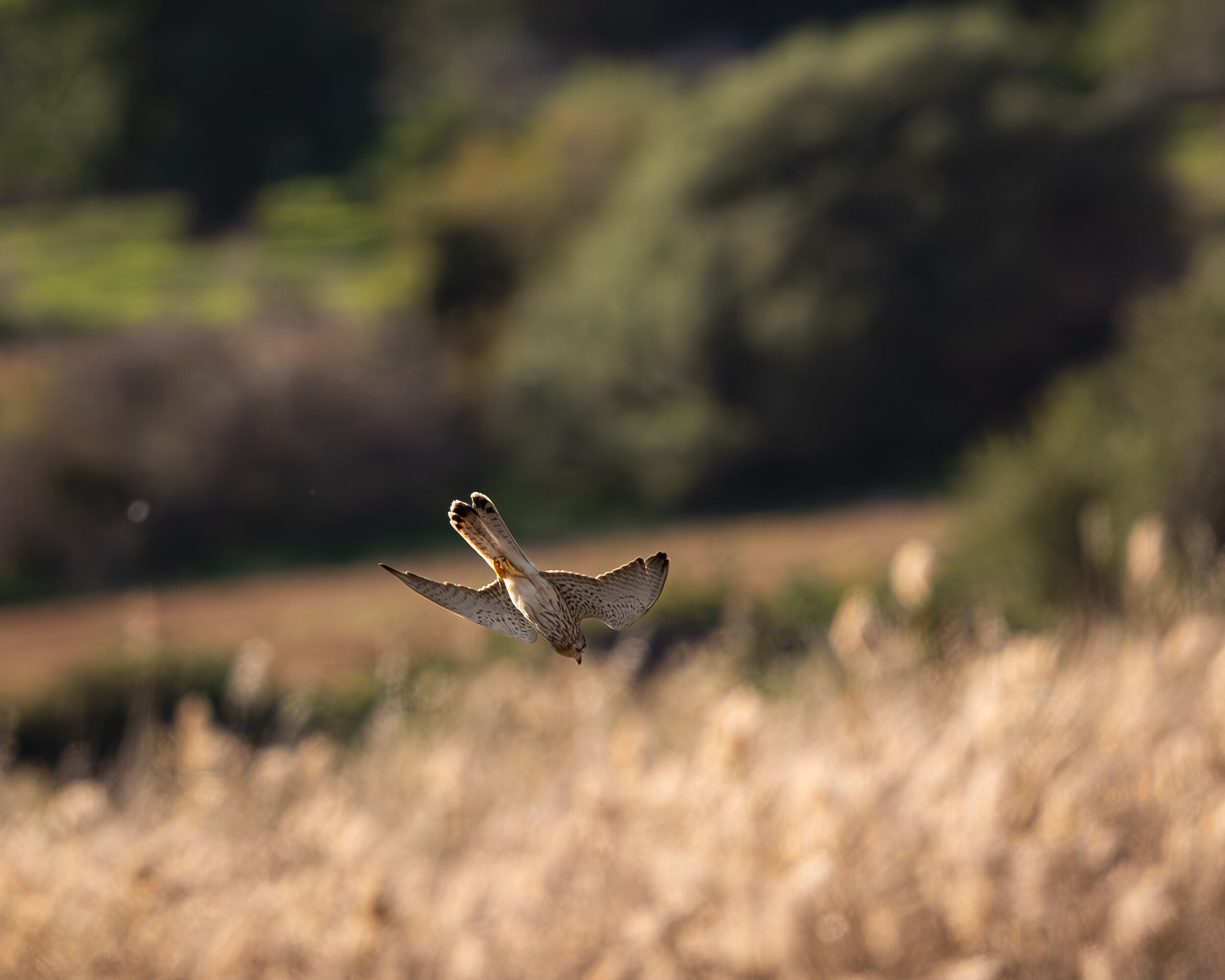 Kestrel