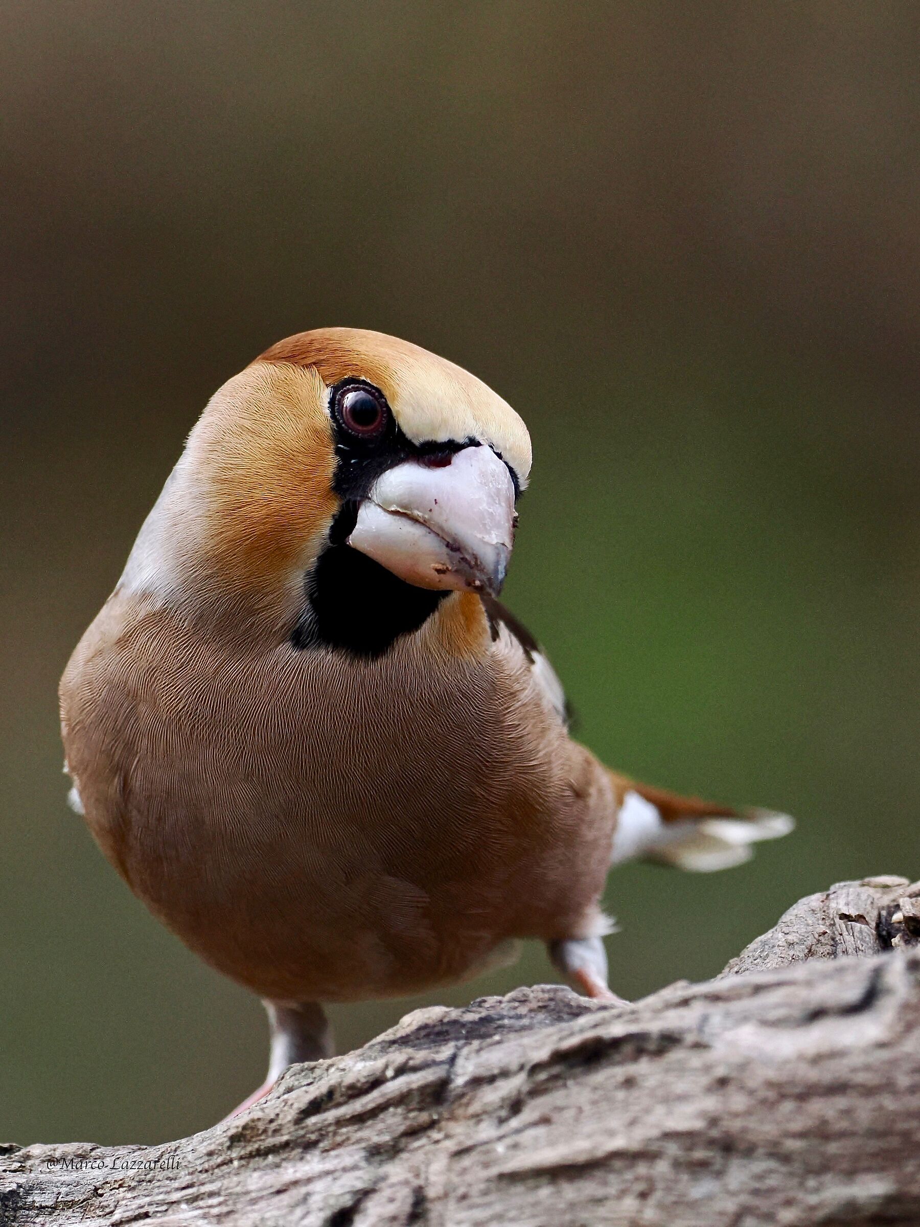 Suspicious Hawfinch