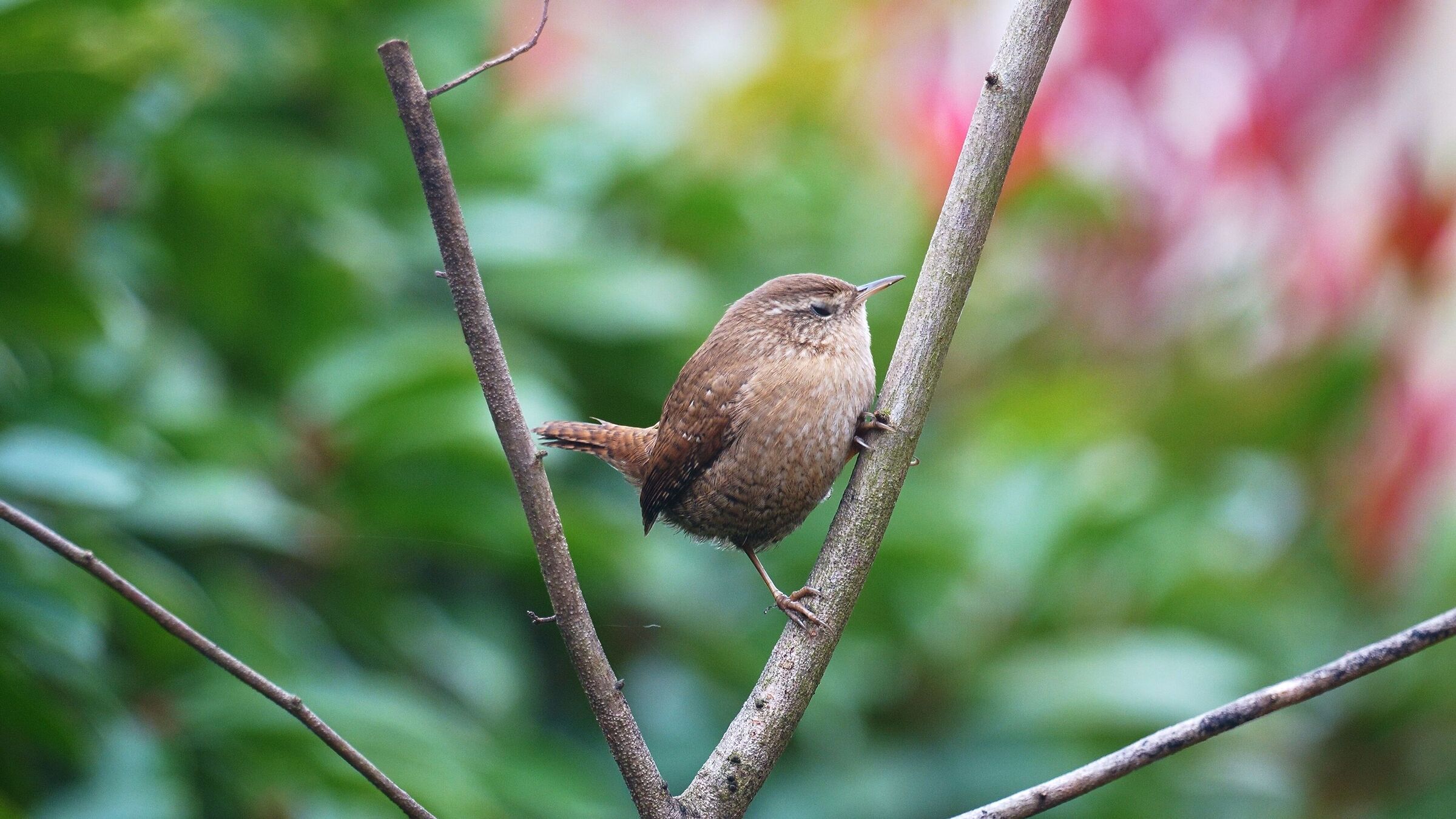 from my stakeout in the garden