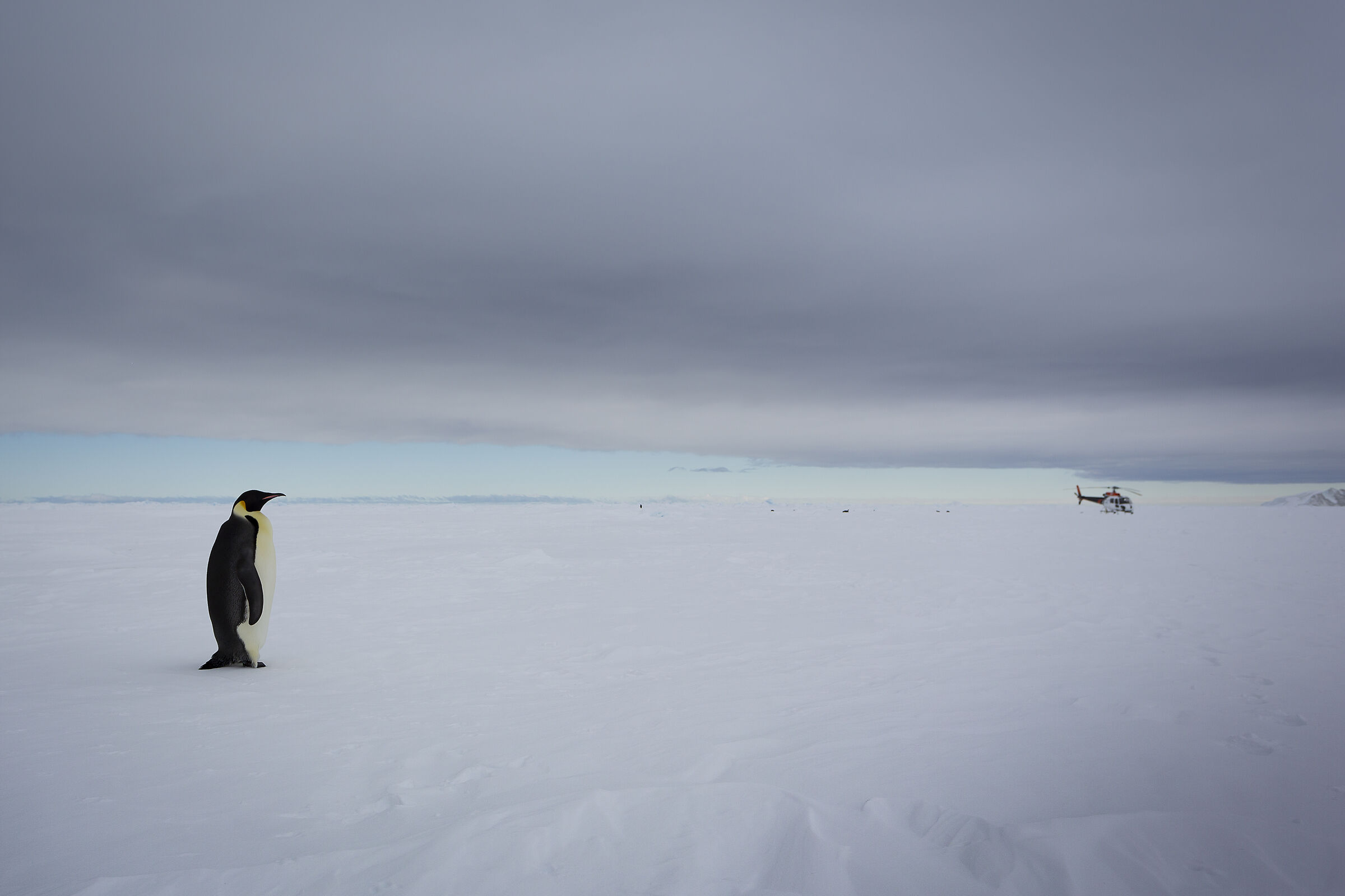 The curiosity of the emperor penguin
