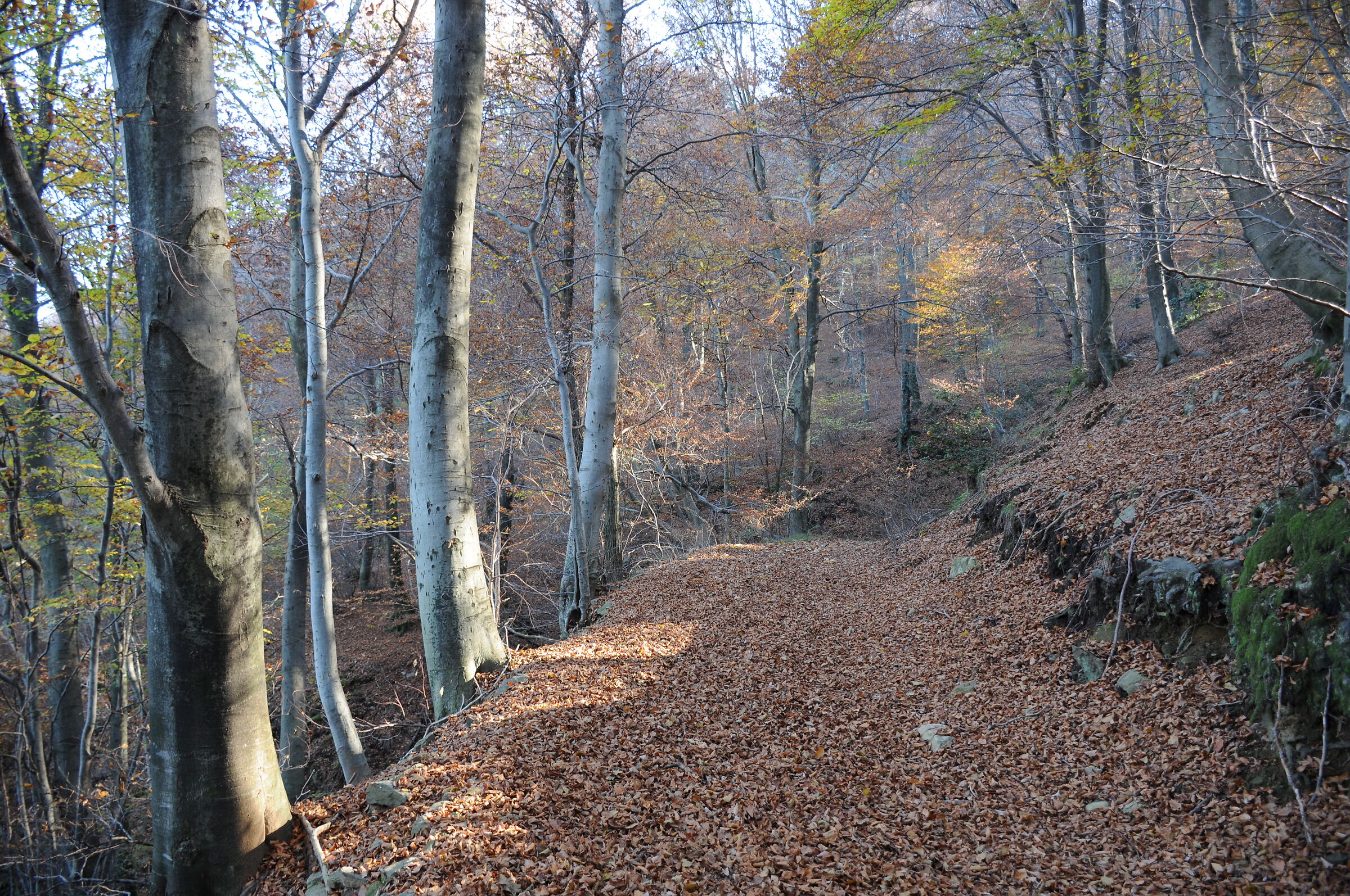Among the beech trees