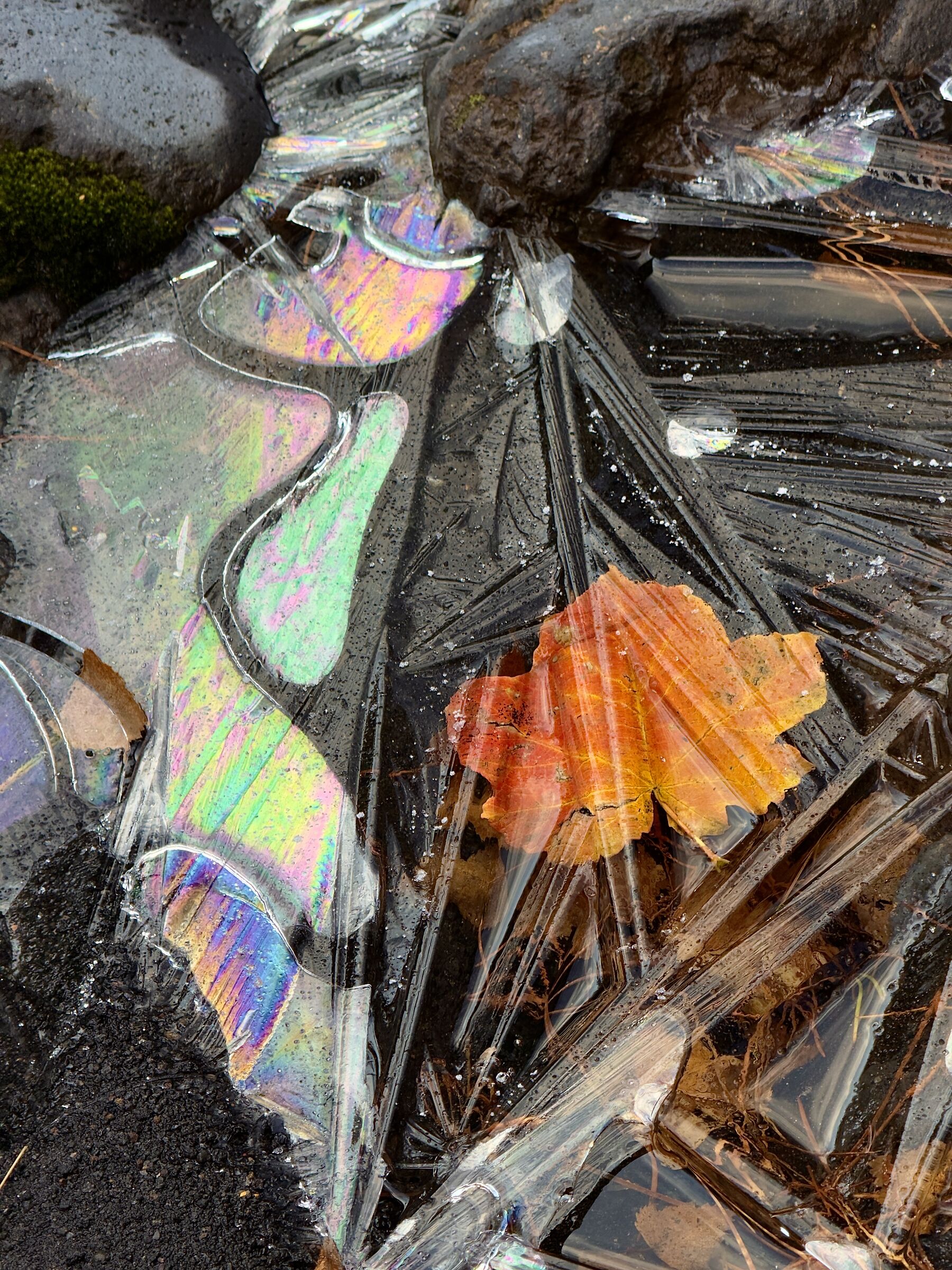 Leaves in the ice 19