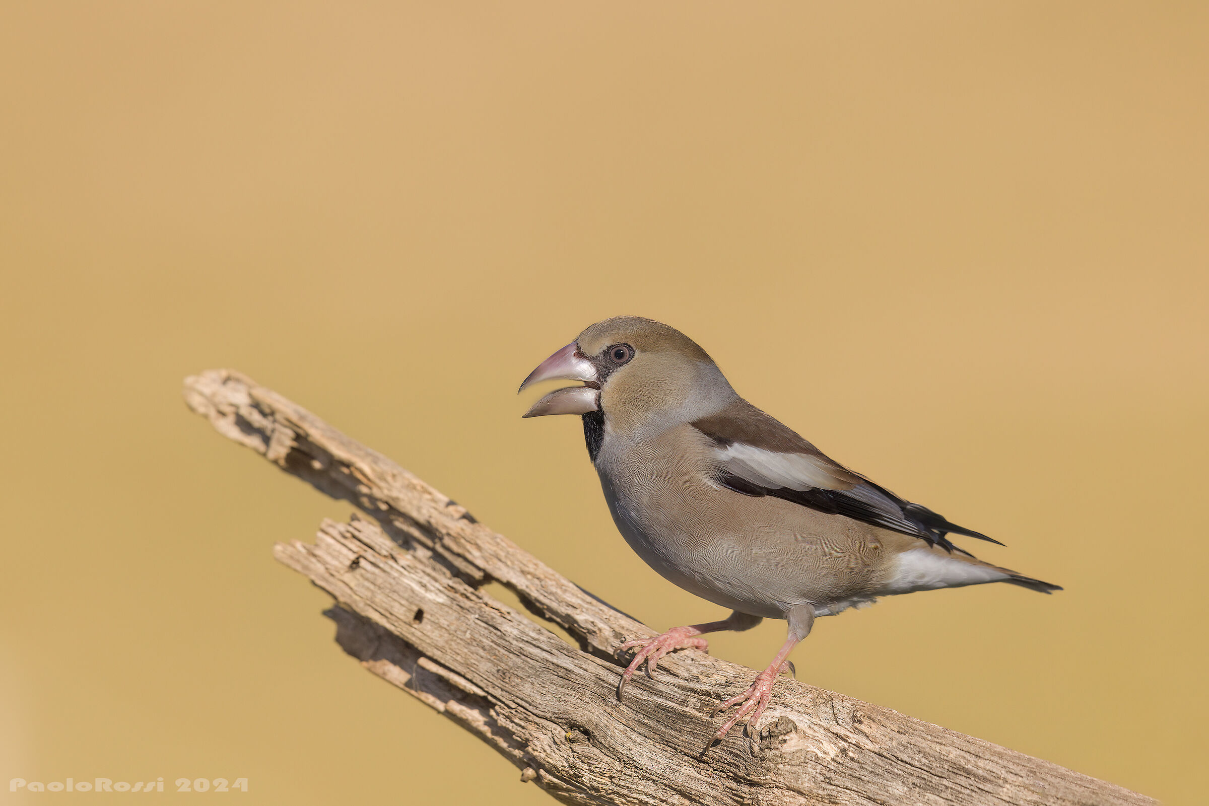 Hawfinch...