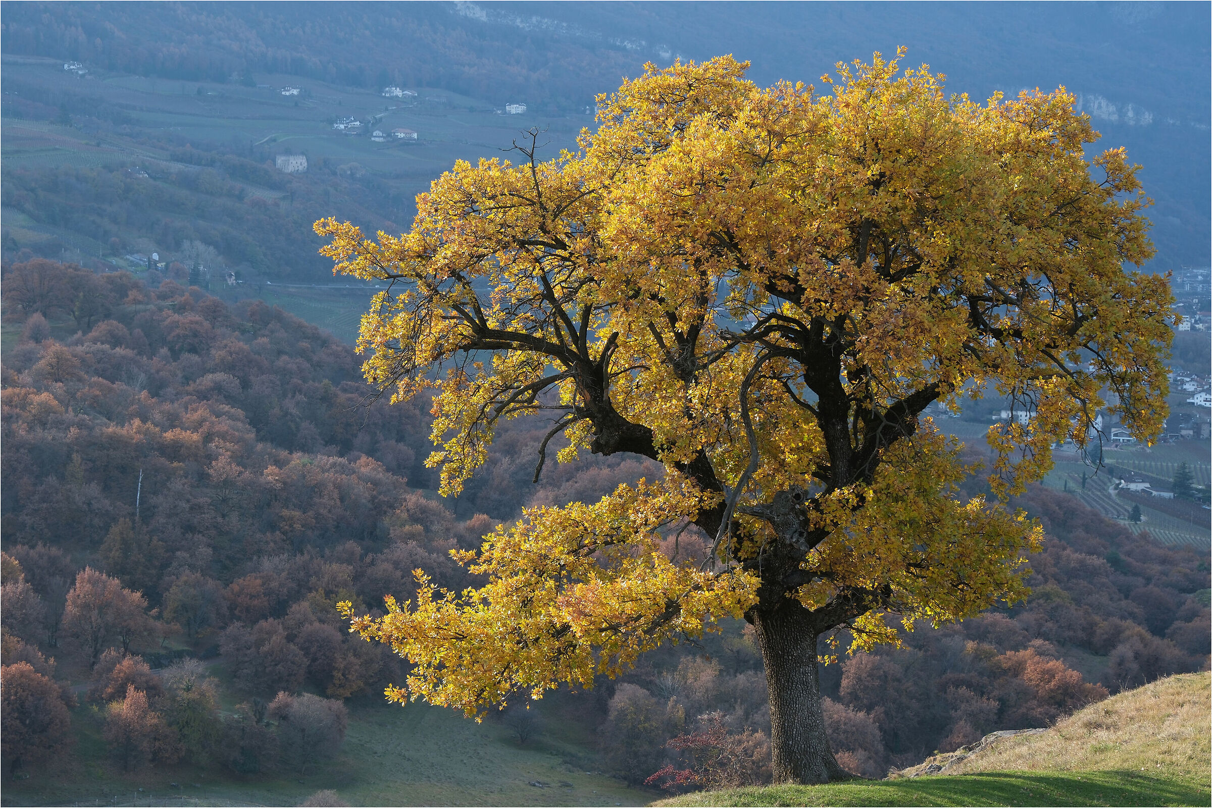 -albero giallo in autunno-