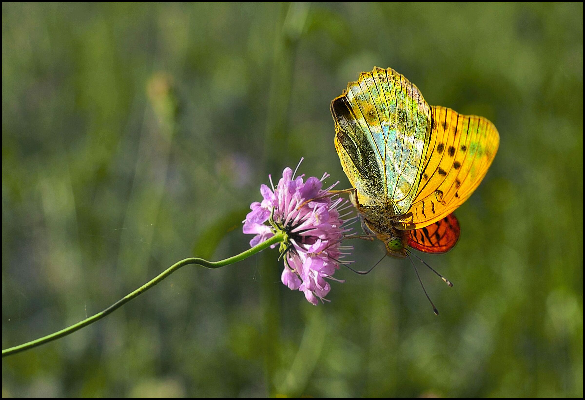 Farfalla su un fiore