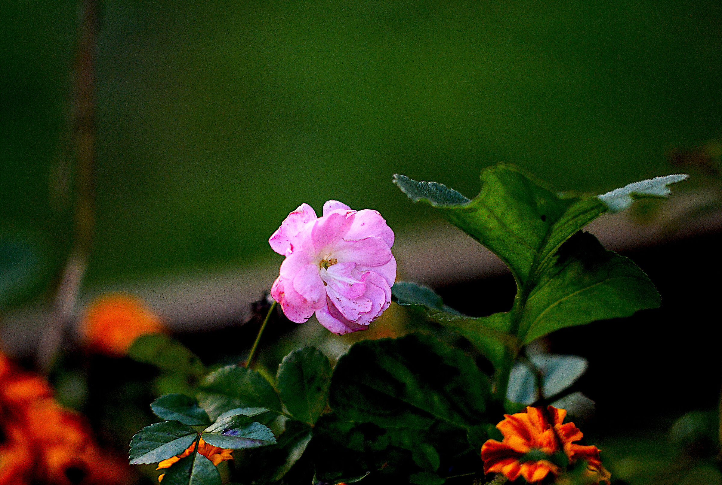 Old Nikkor 105/2.5 AI