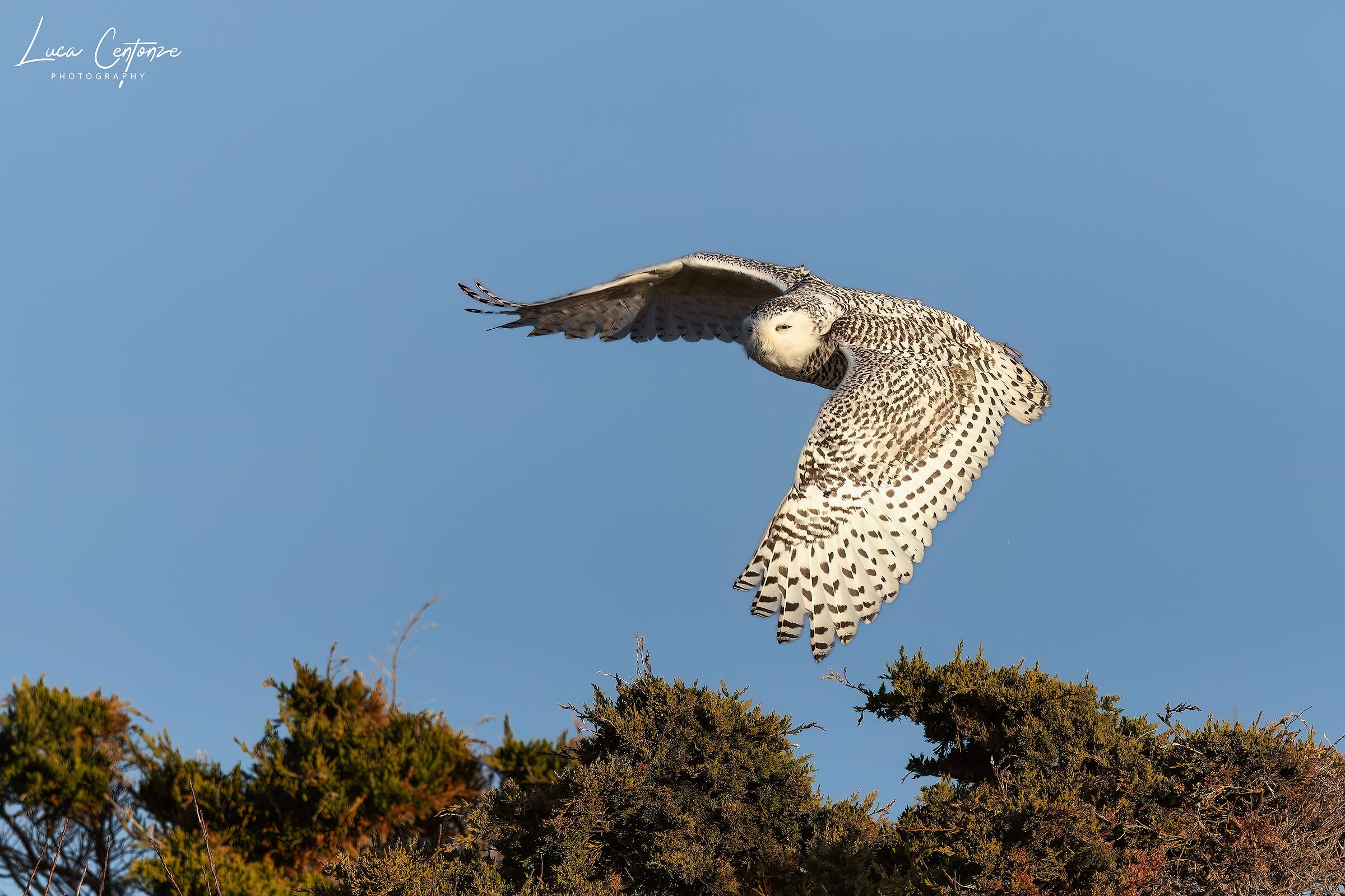 The majestic take-off of the Snowy Owl