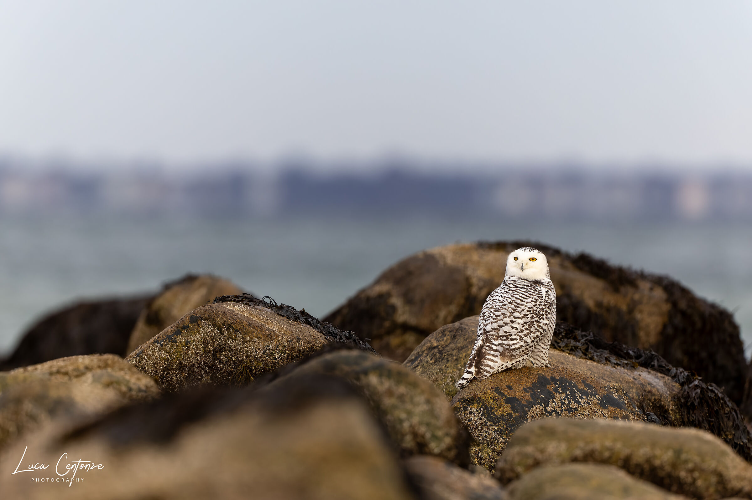 Vigilant on the rocks