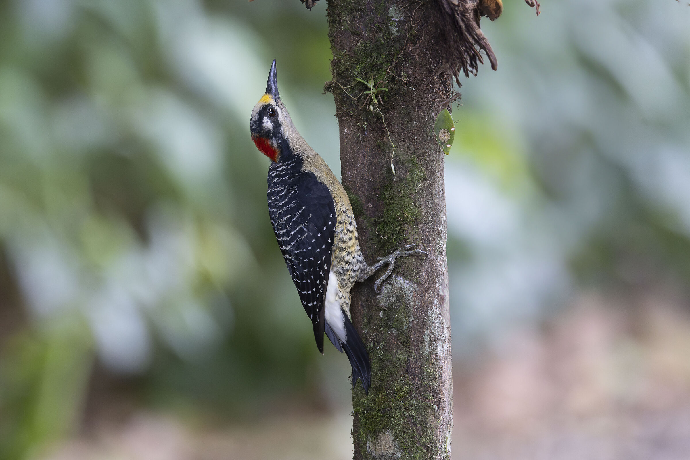 Acorn woodpecker