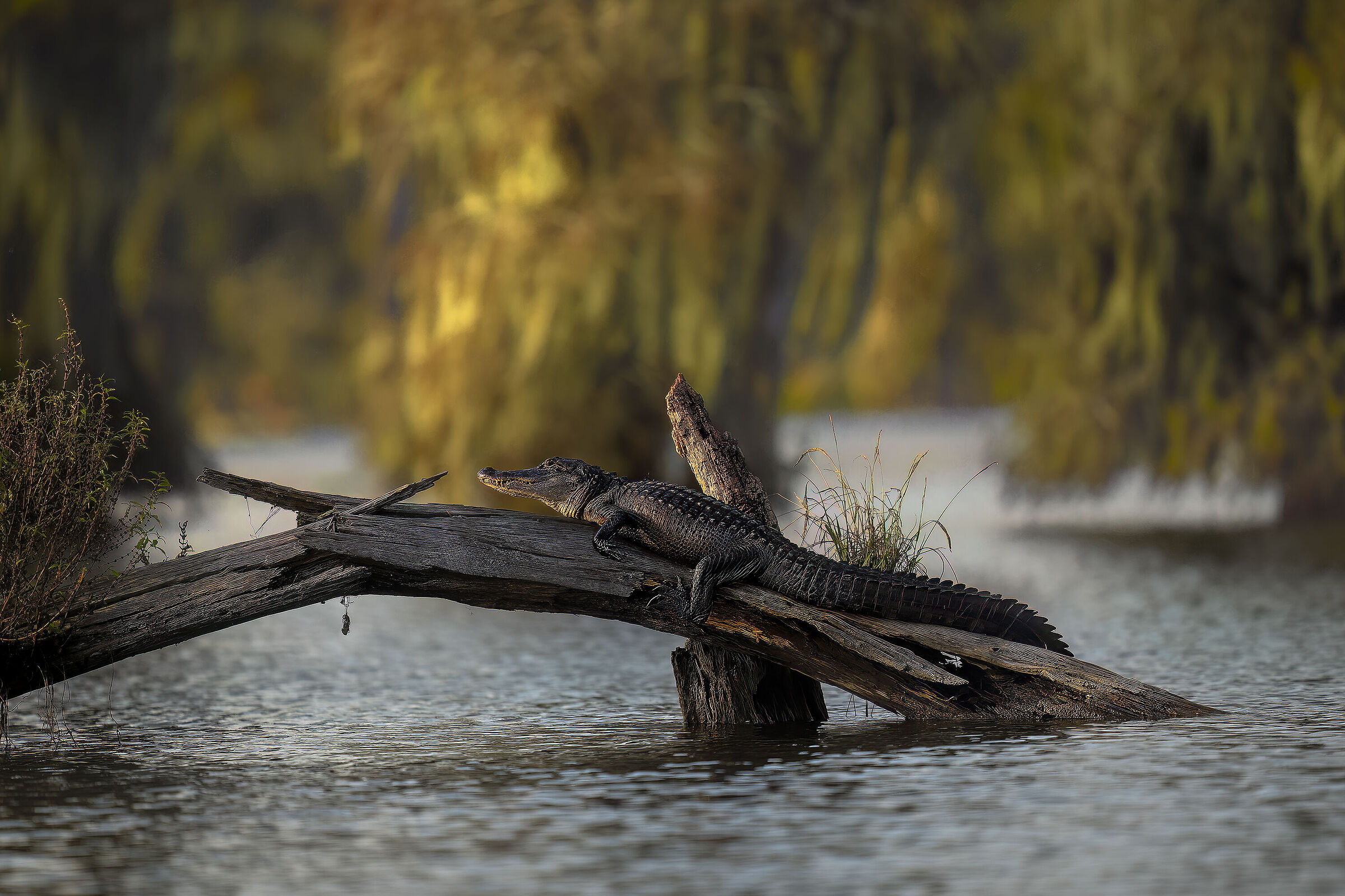 Alligator at dawn