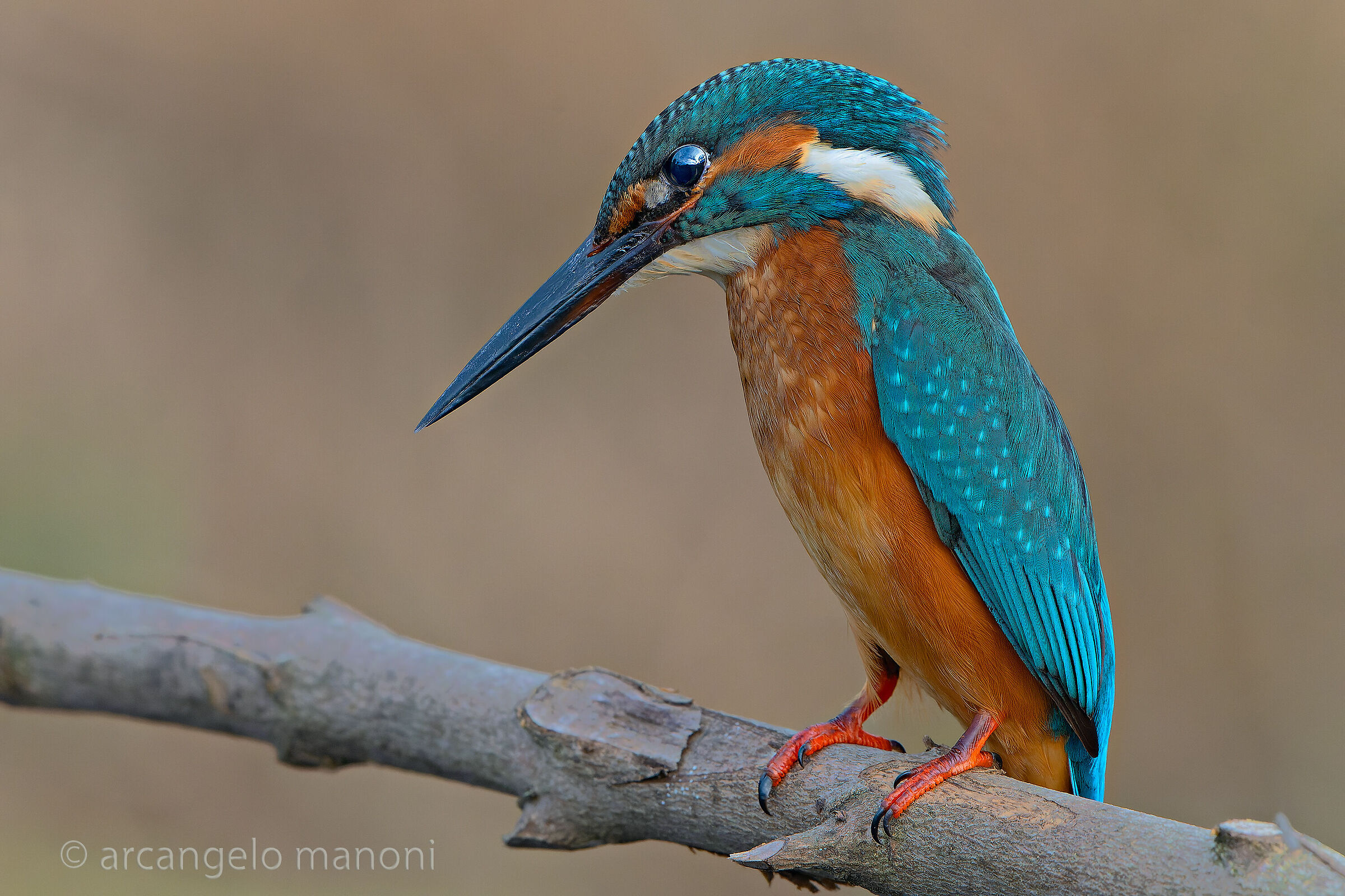 Un martino come lo vedo io