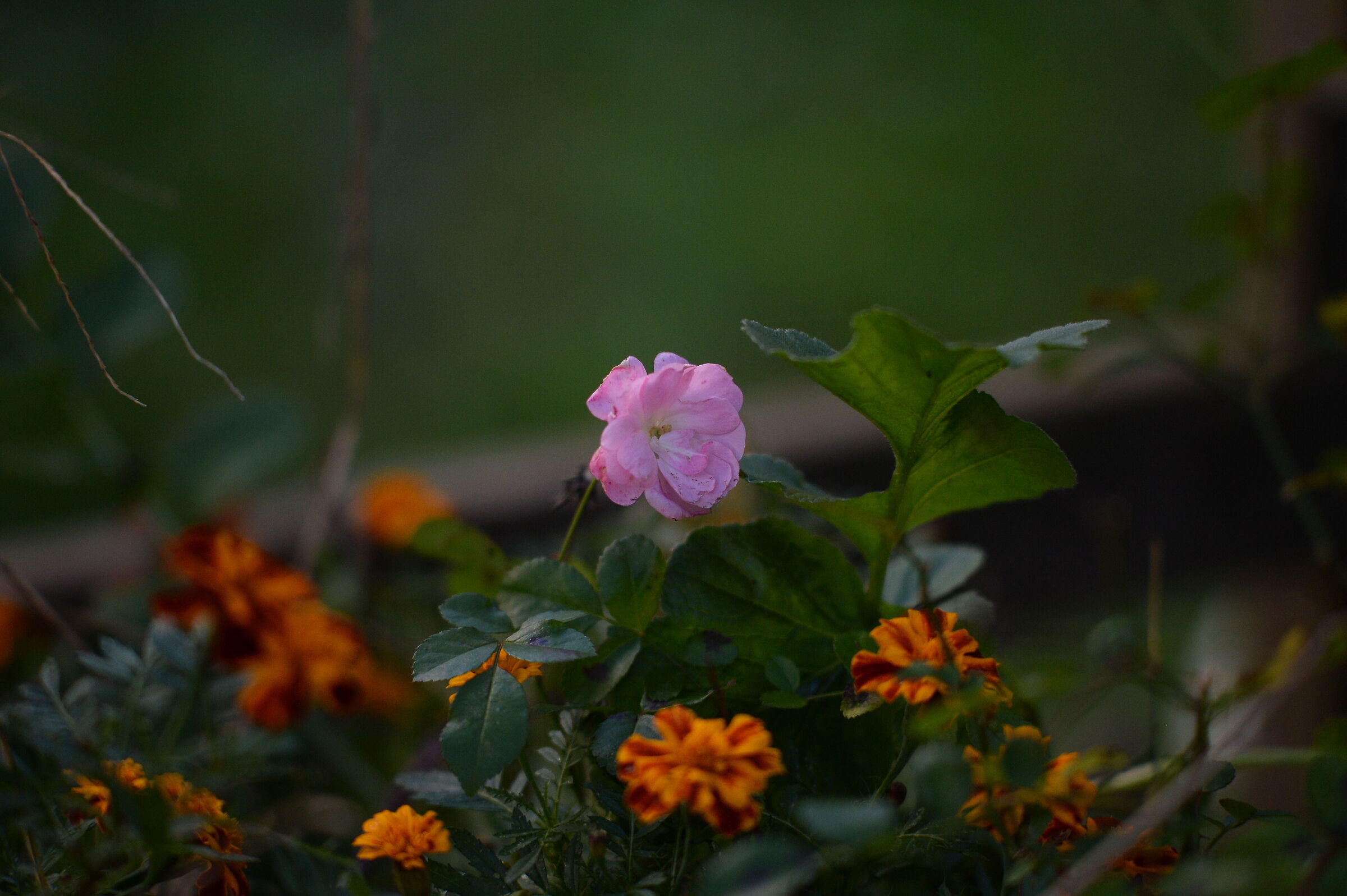 old test 105/2.5 AI (jpeg in camera)