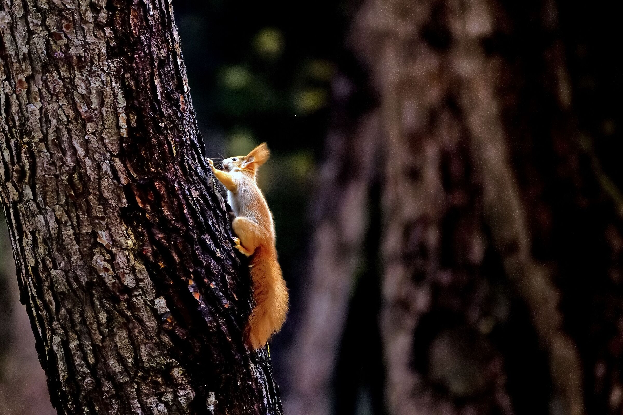 Free climbing