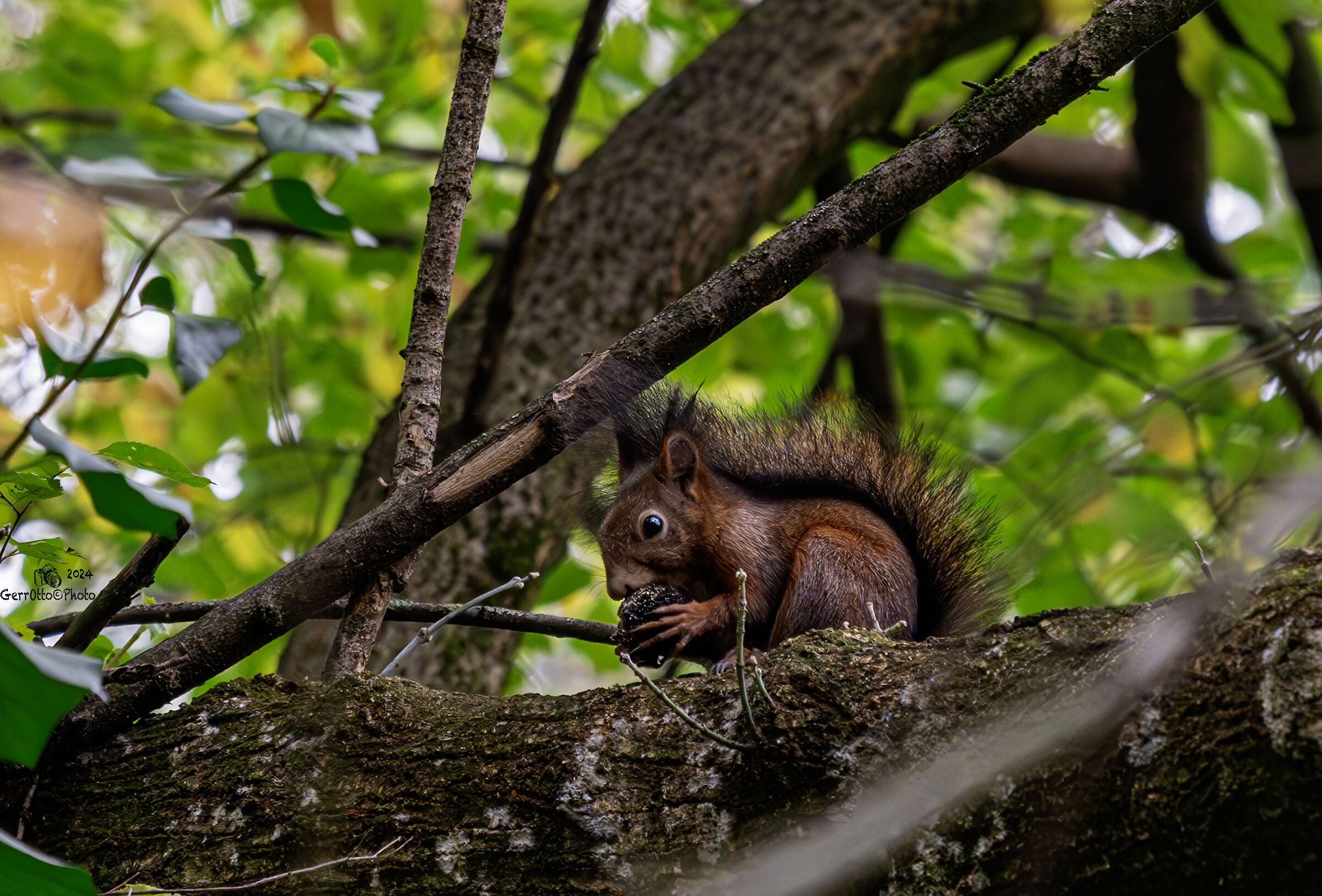 Squirrel