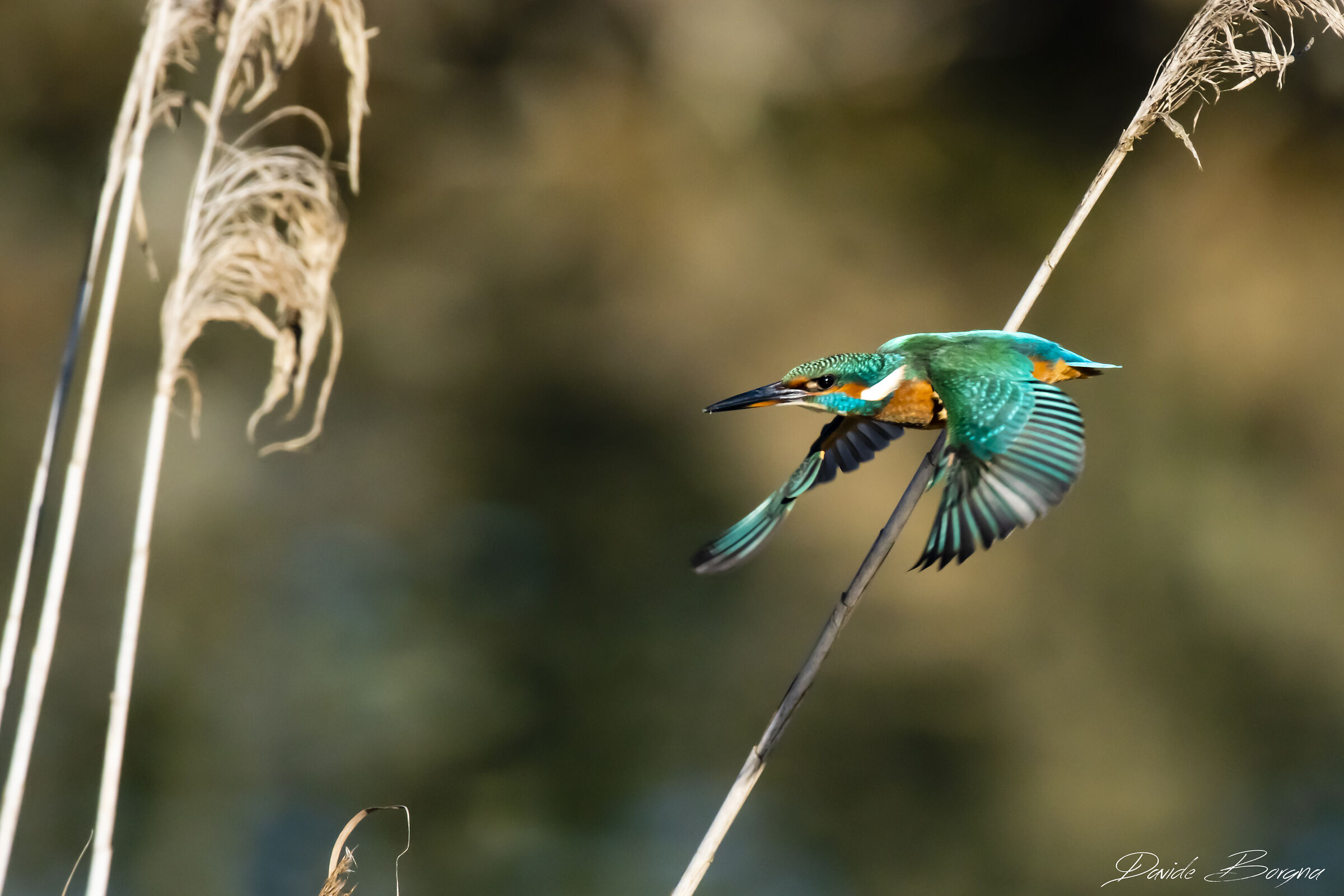 Martin Pescatore volo