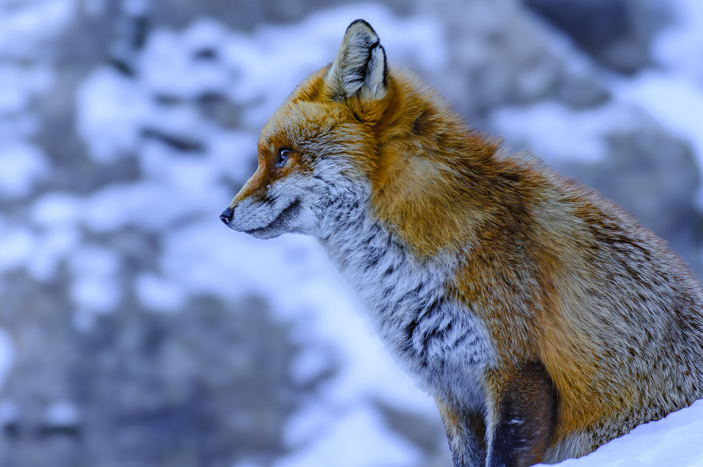 Red fox
