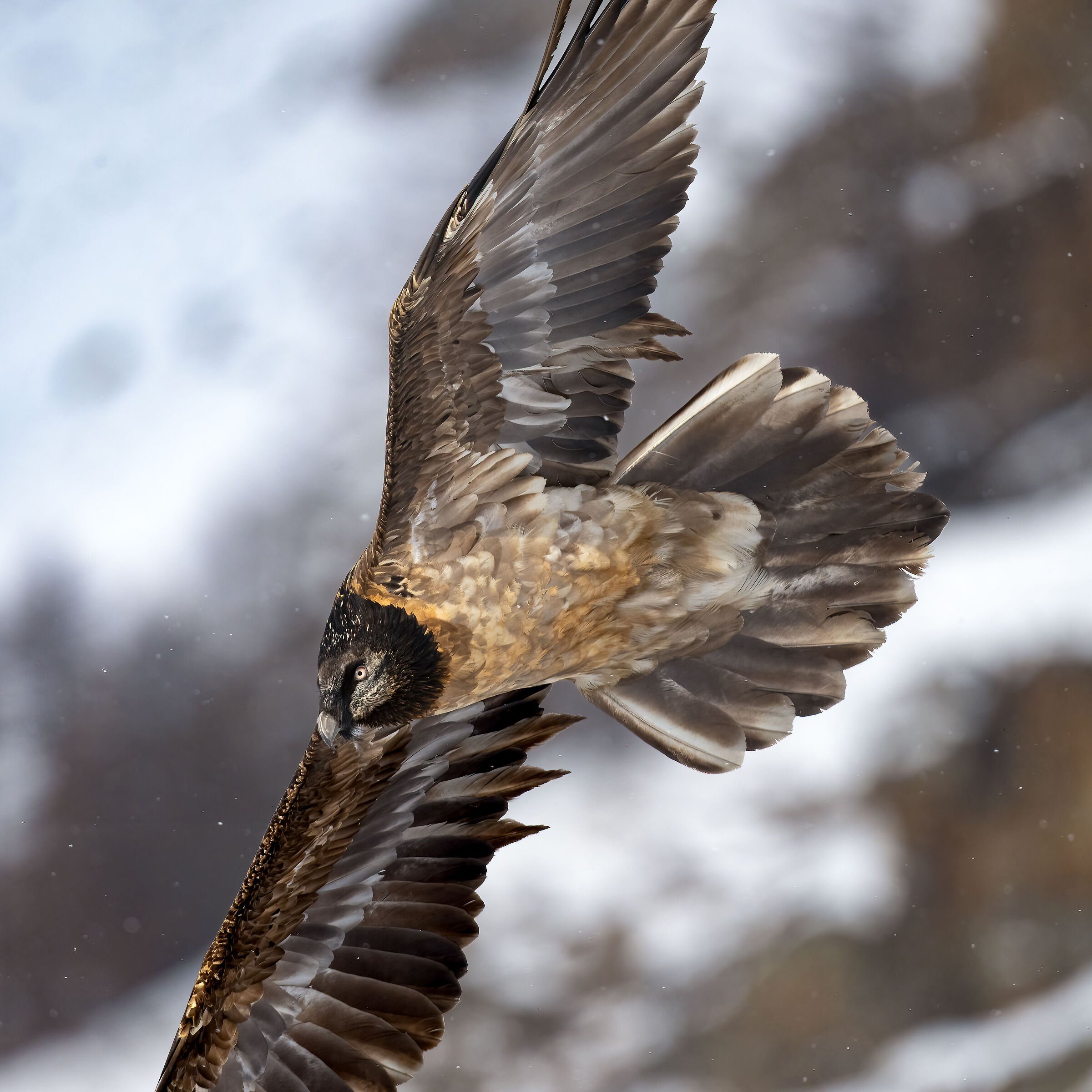 Gypaetus barbatus - Gran Paradiso National Park