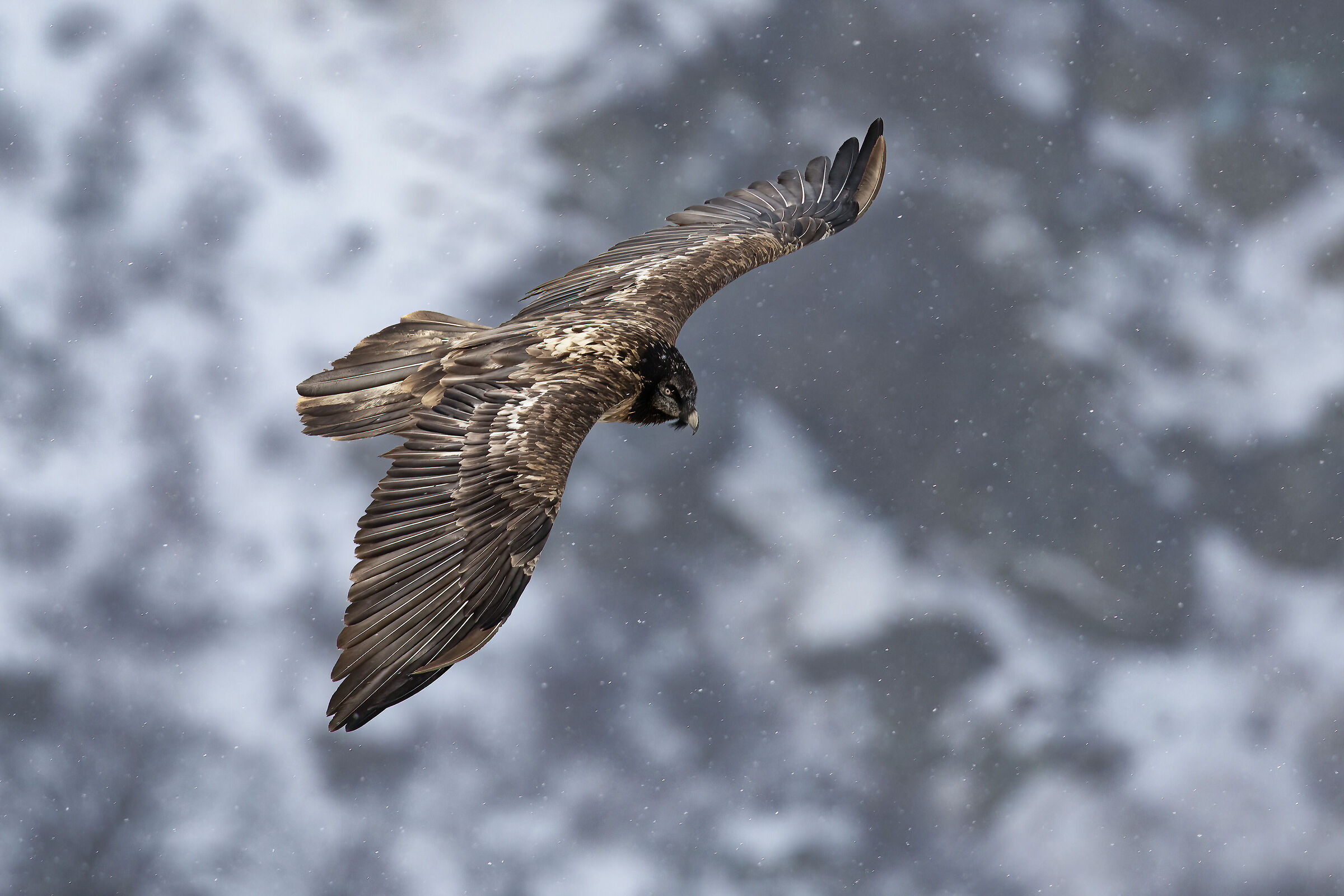Gypaetus barbatus - Gran Paradiso National Park