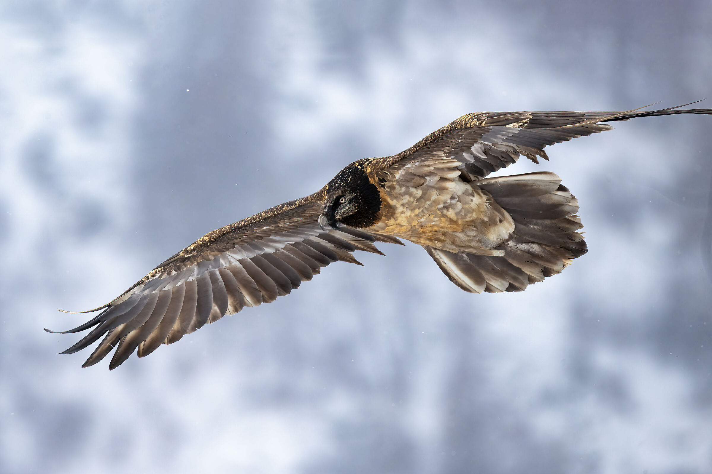 Gypaetus barbatus - Gran Paradiso National Park