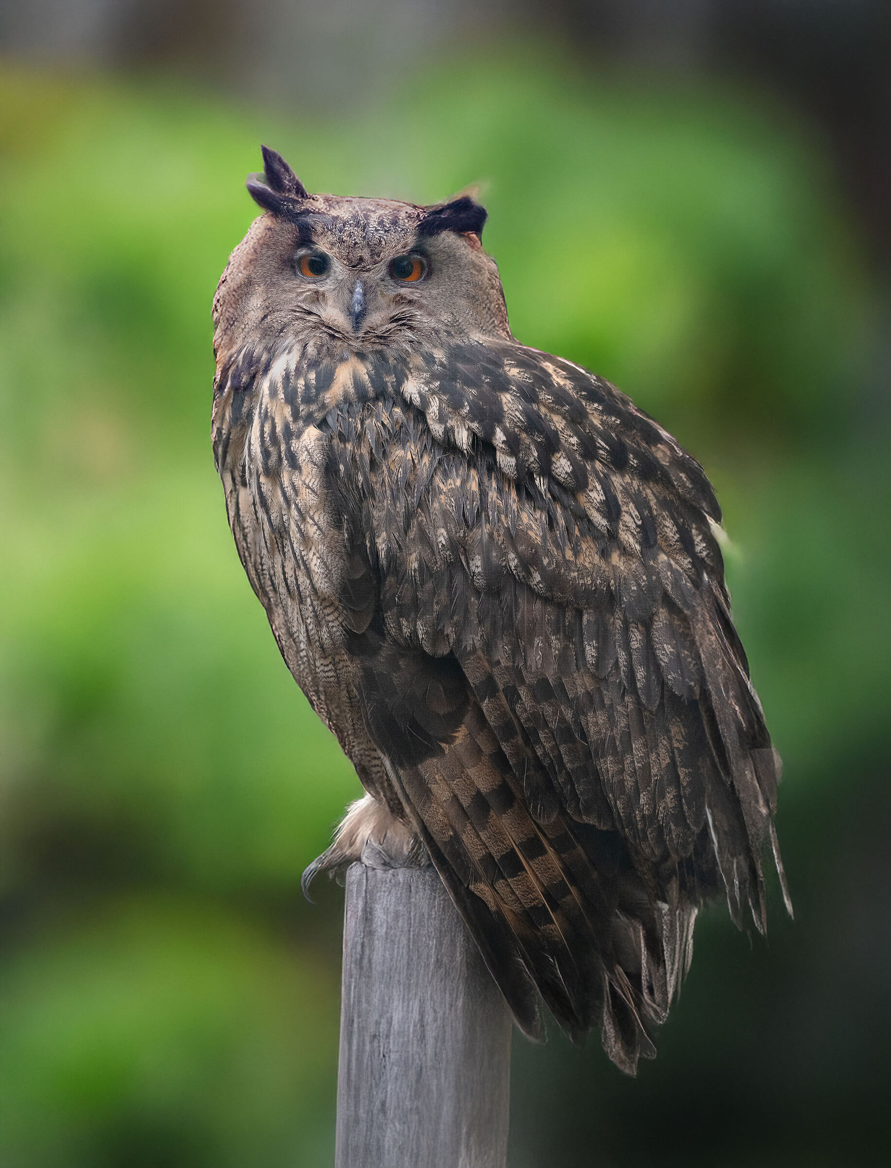 European Eagle Owl