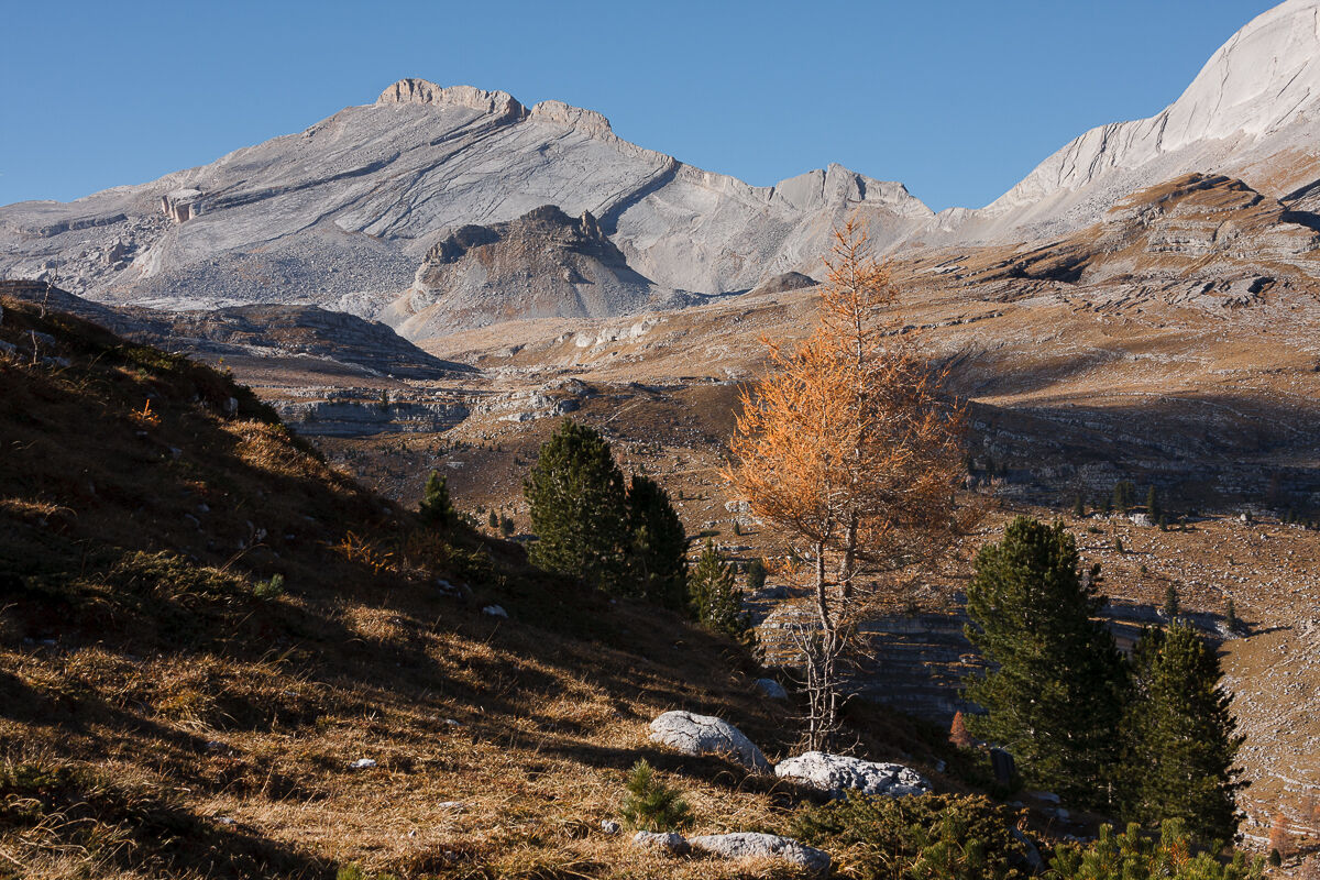 Where the larches dare ...