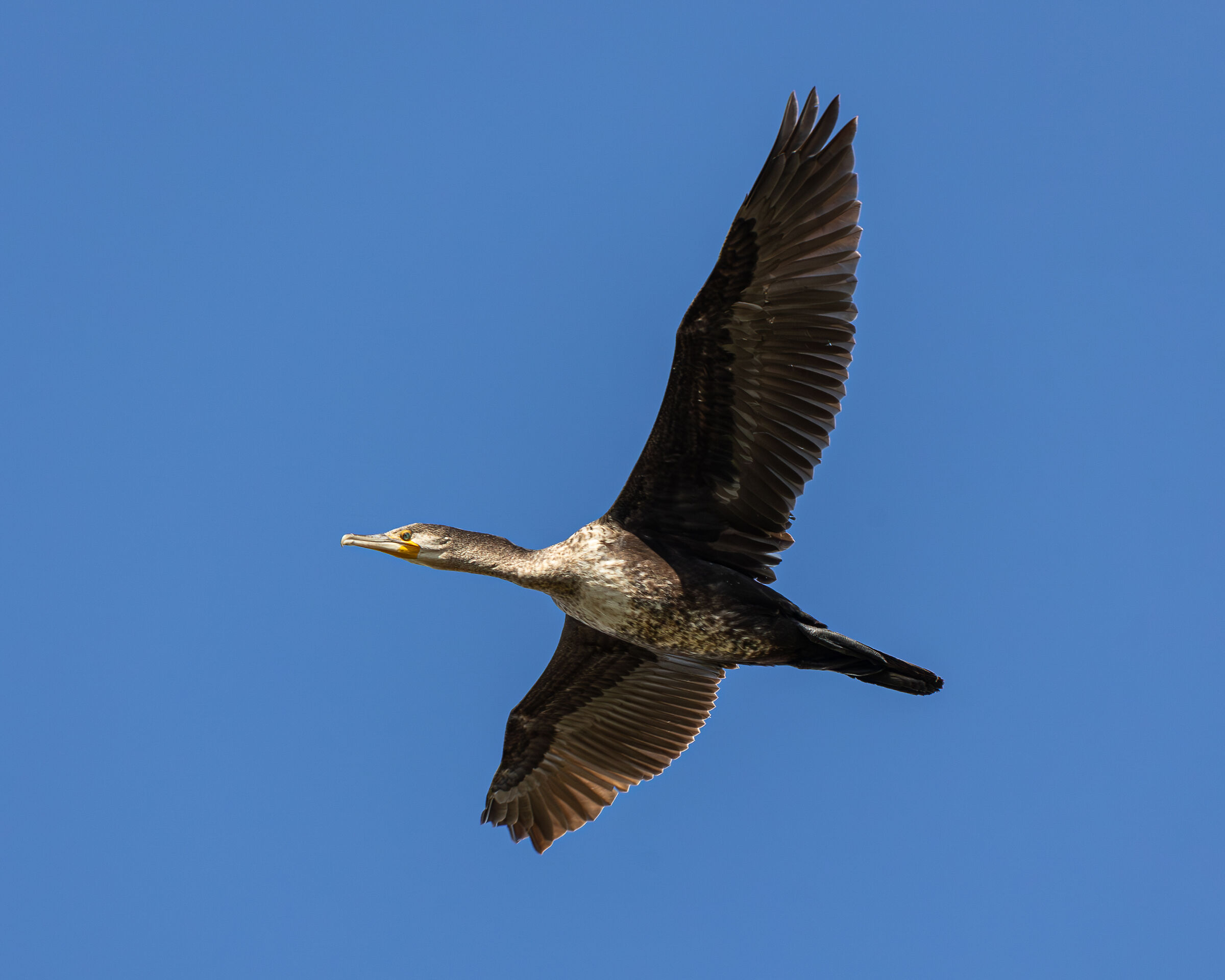 Cormorant