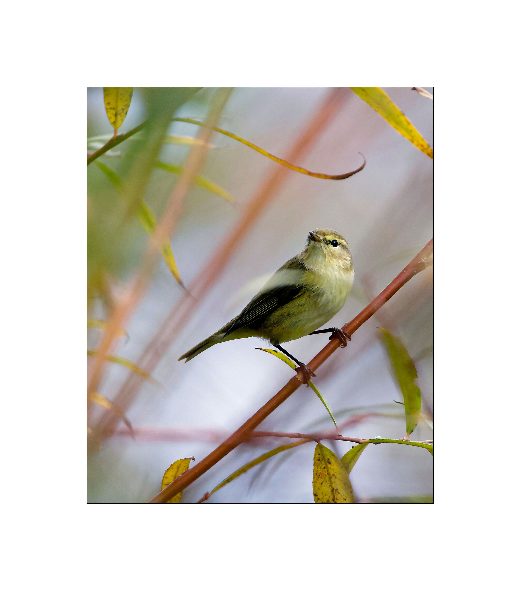 Chiffchaff