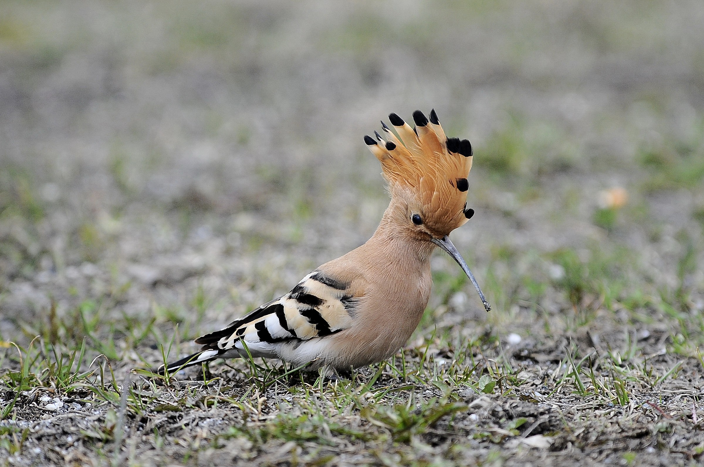 hoopoe