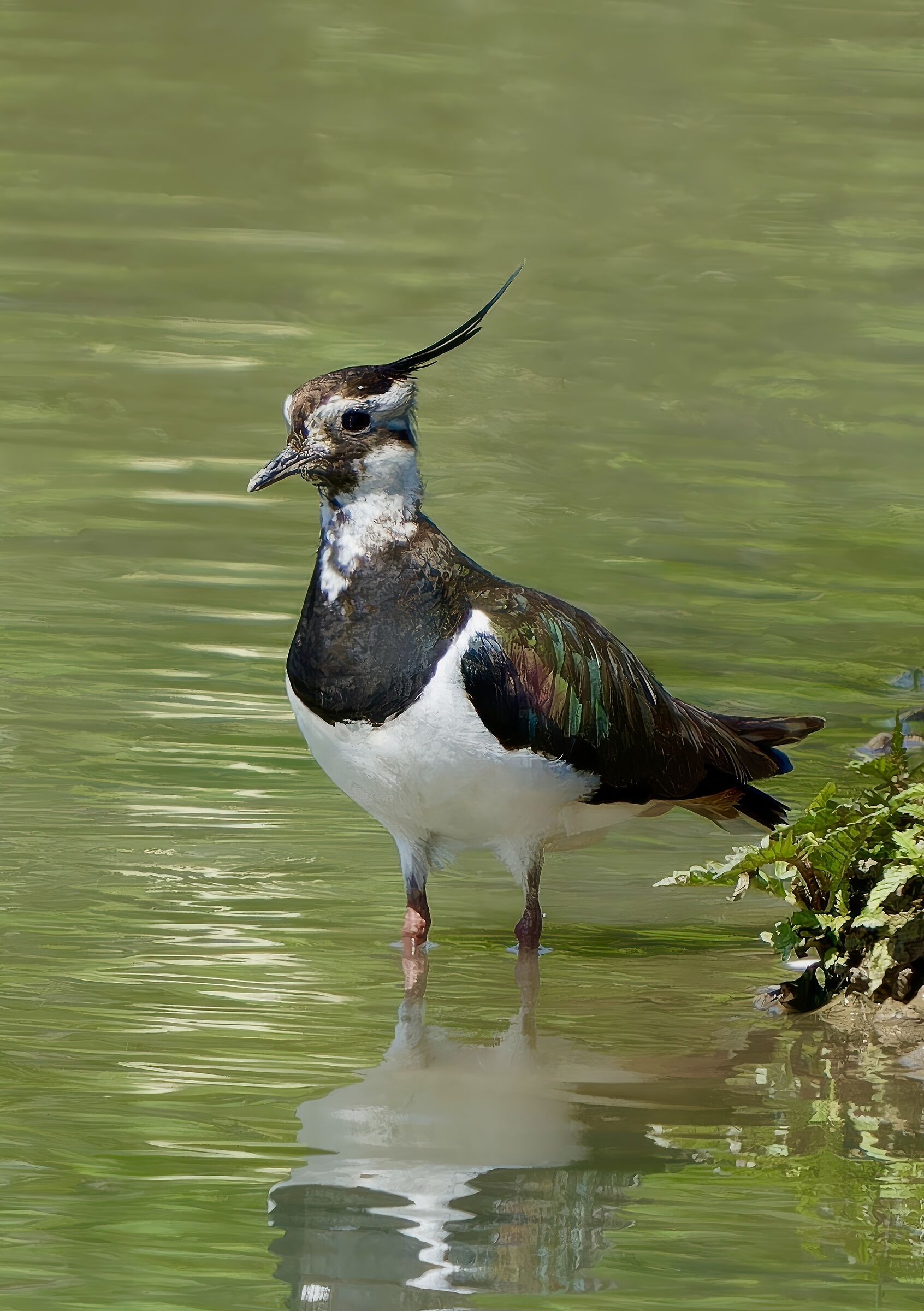 Pavoncella